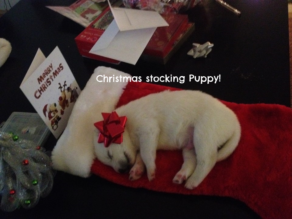 xmas puppy.jpg