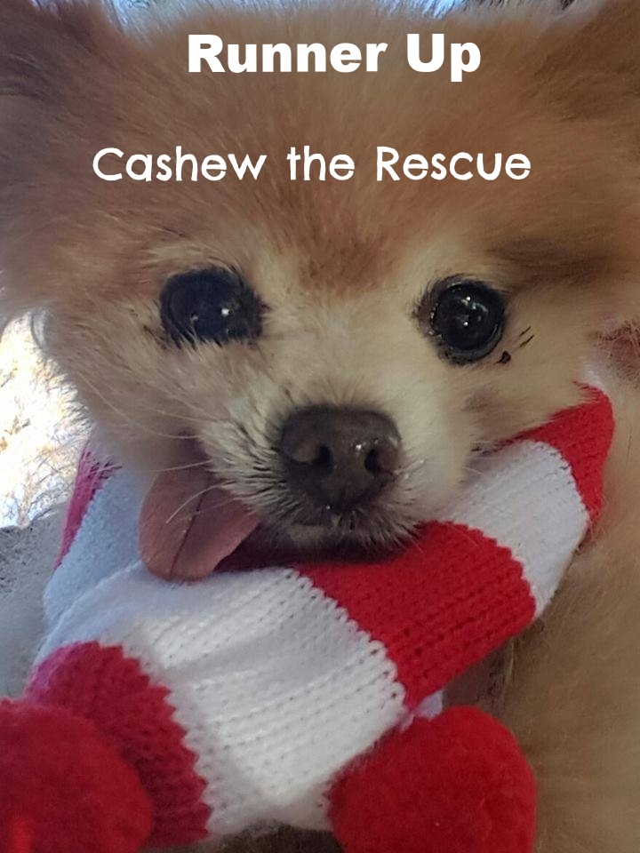 cashew doggie.jpg