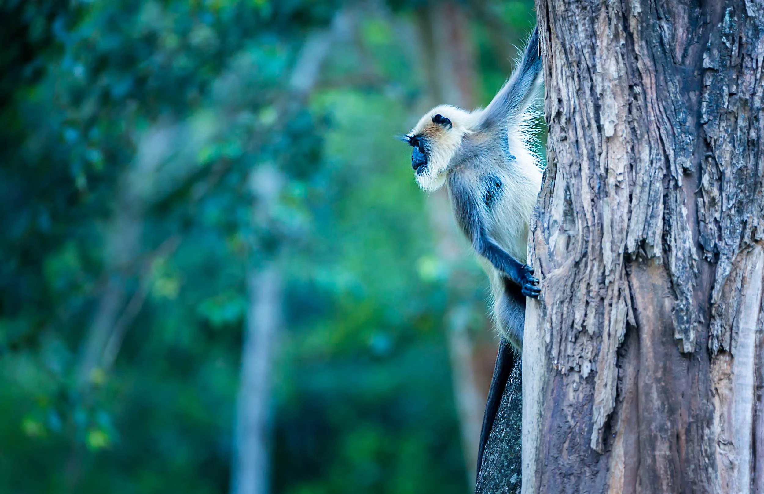 Langur.jpg