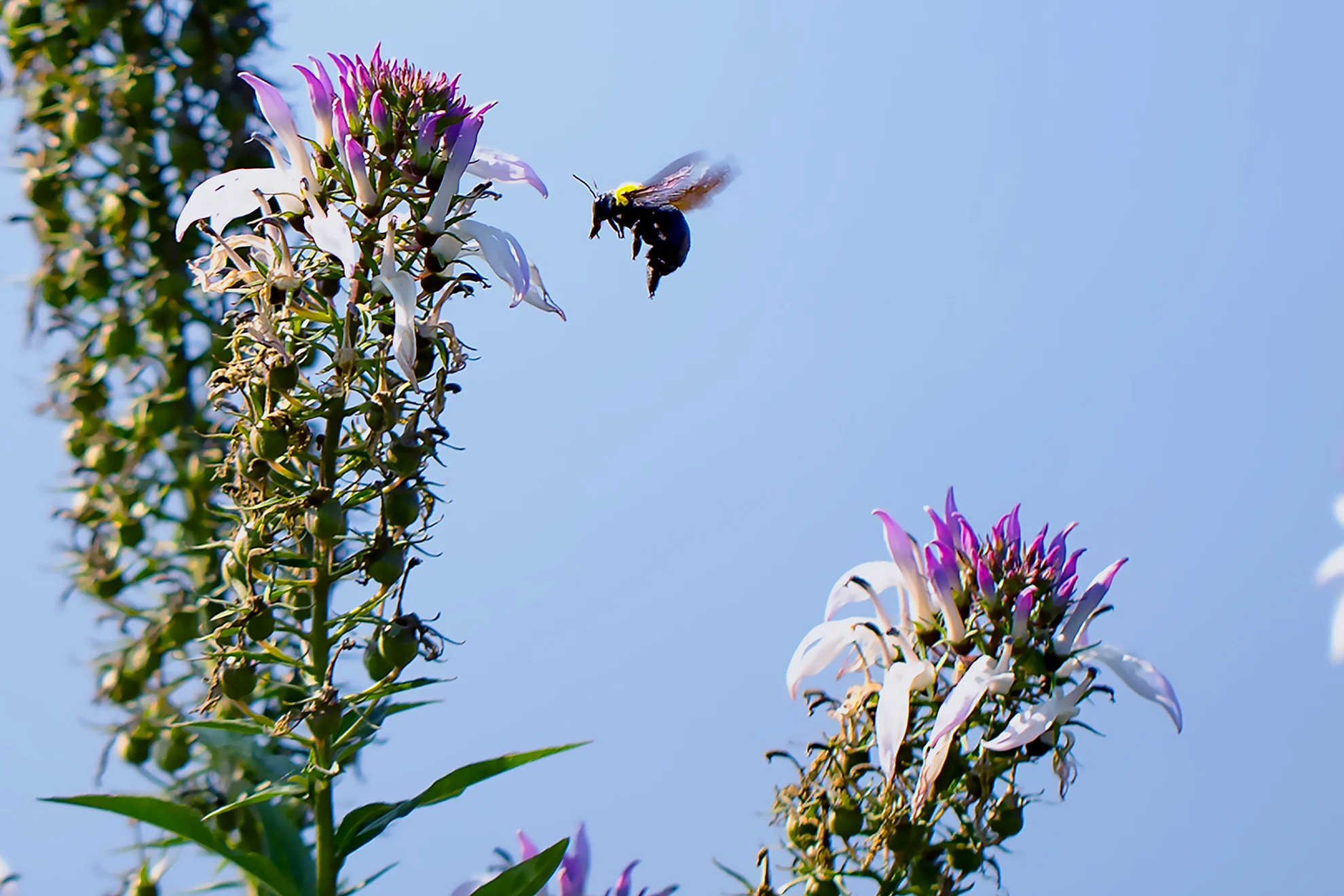 Wasp and flower1.jpg