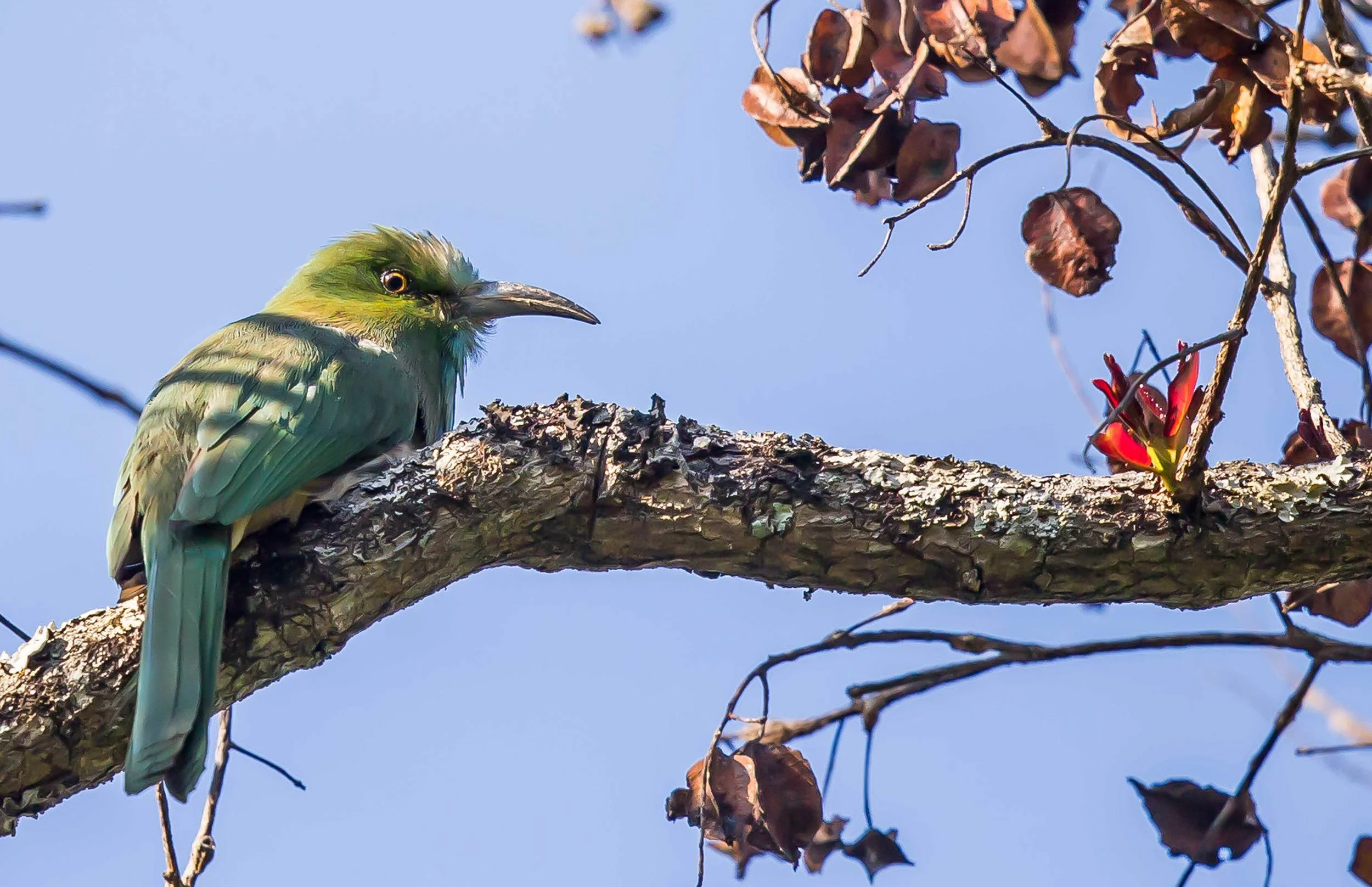 Blue-Bearded-Bee-Eater.jpg