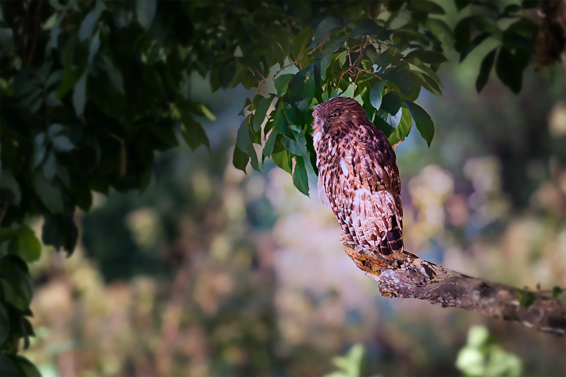 owl.jpg