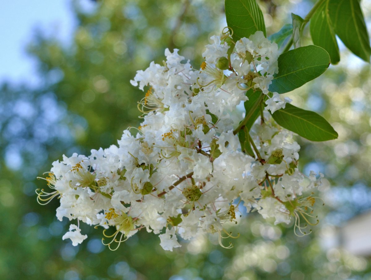 Crape Myrtles at Elmgren's Garden Center