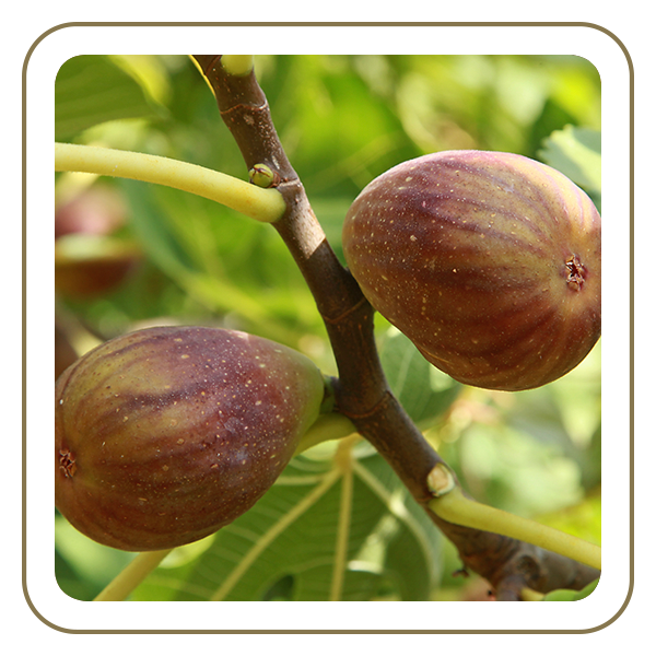 Brown Turkey Fig Tree – 3 Gallon (Home Grown in Georgia)