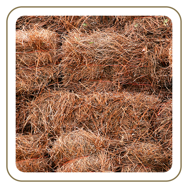 Longleaf Pine Straw – Pick Up or Delivery