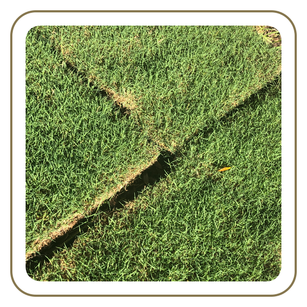 Sod by the Piece – St. Augustine, Centipede, & Empire