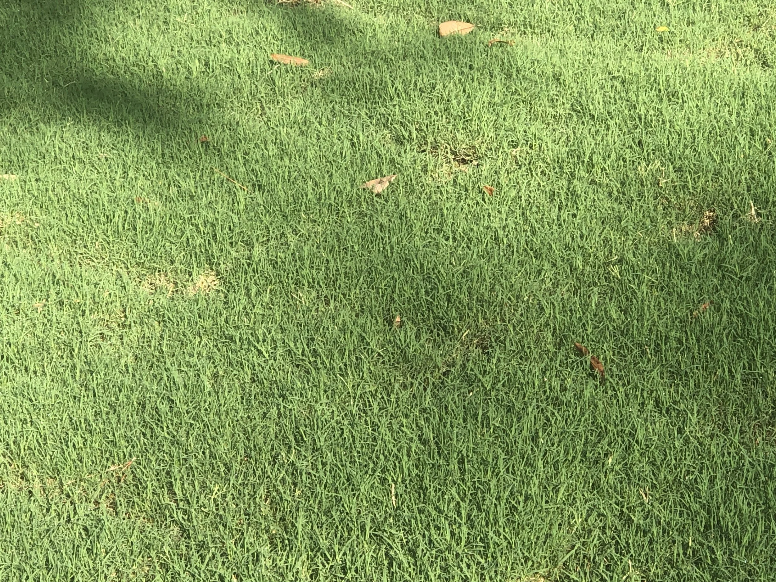 Nurture Your Turf with a Thoughtful Fertilizer Schedule