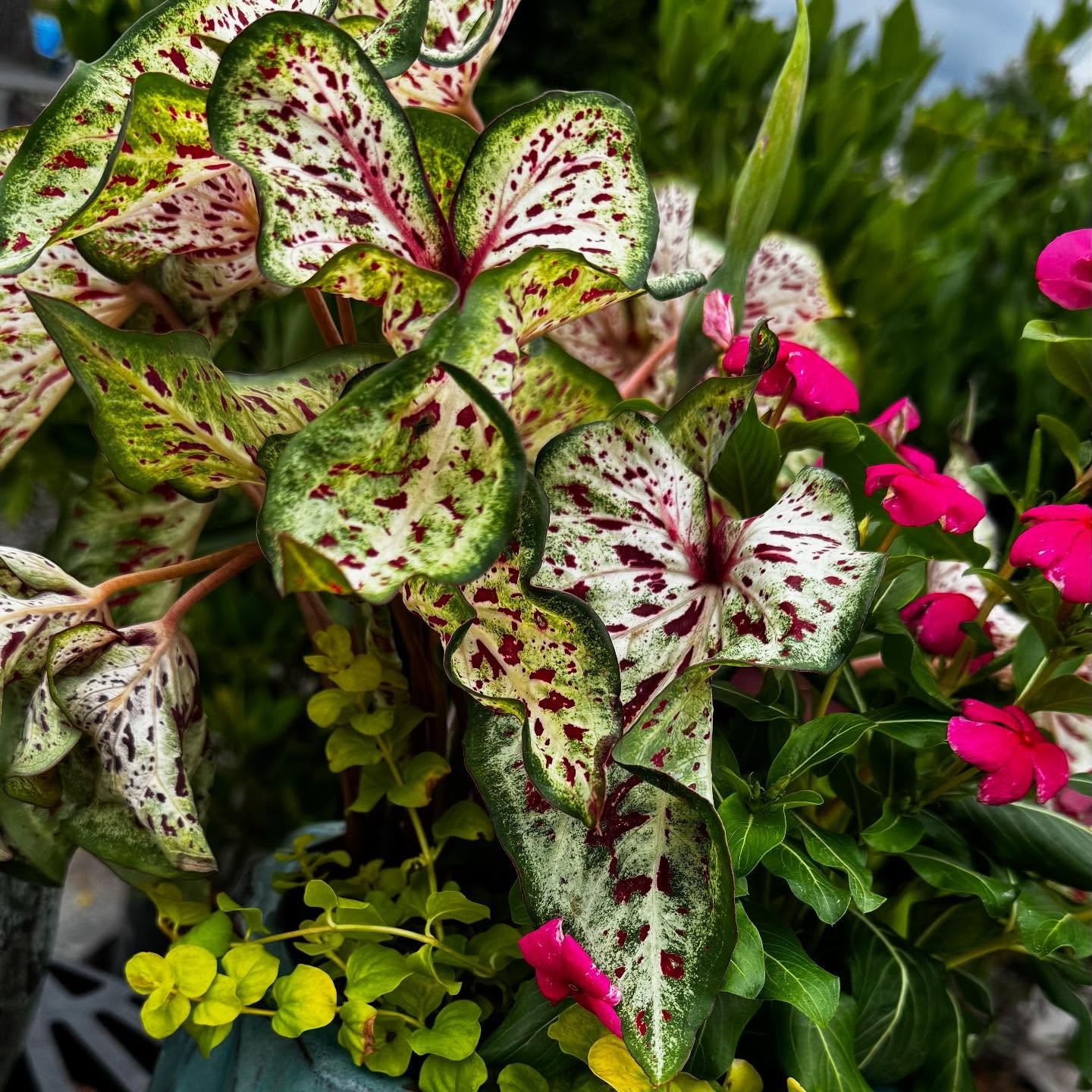 In the garden&hellip; today, and every day!

Elmgren&rsquo;s Garden Center is located in Richmond Hill, GA offering a wide assortment of locally grown and propagated trees, shrubs, flowers and more!

#mothersdaygift #mothersday2025 #flowerarranging #