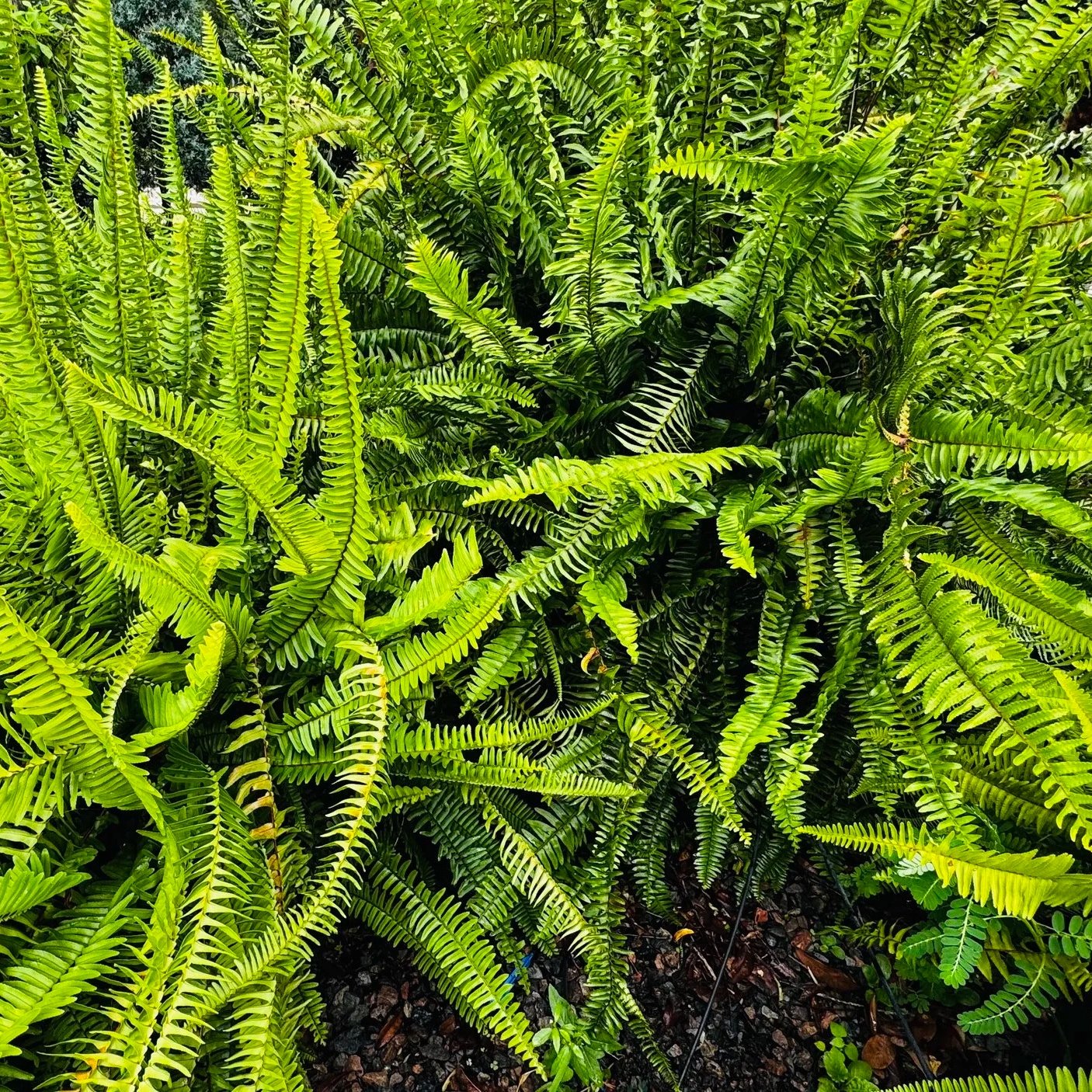 Macho Ferns – Now 50% Off While Supplies Last!
