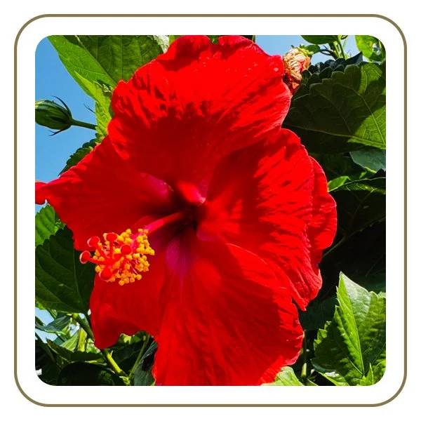 Hibiscus Shrub – 3 Gallon (Large Blooming Plant)