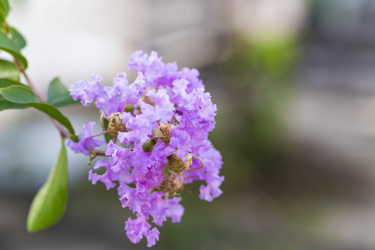 Crape Myrtles at Elmgren's Garden Center