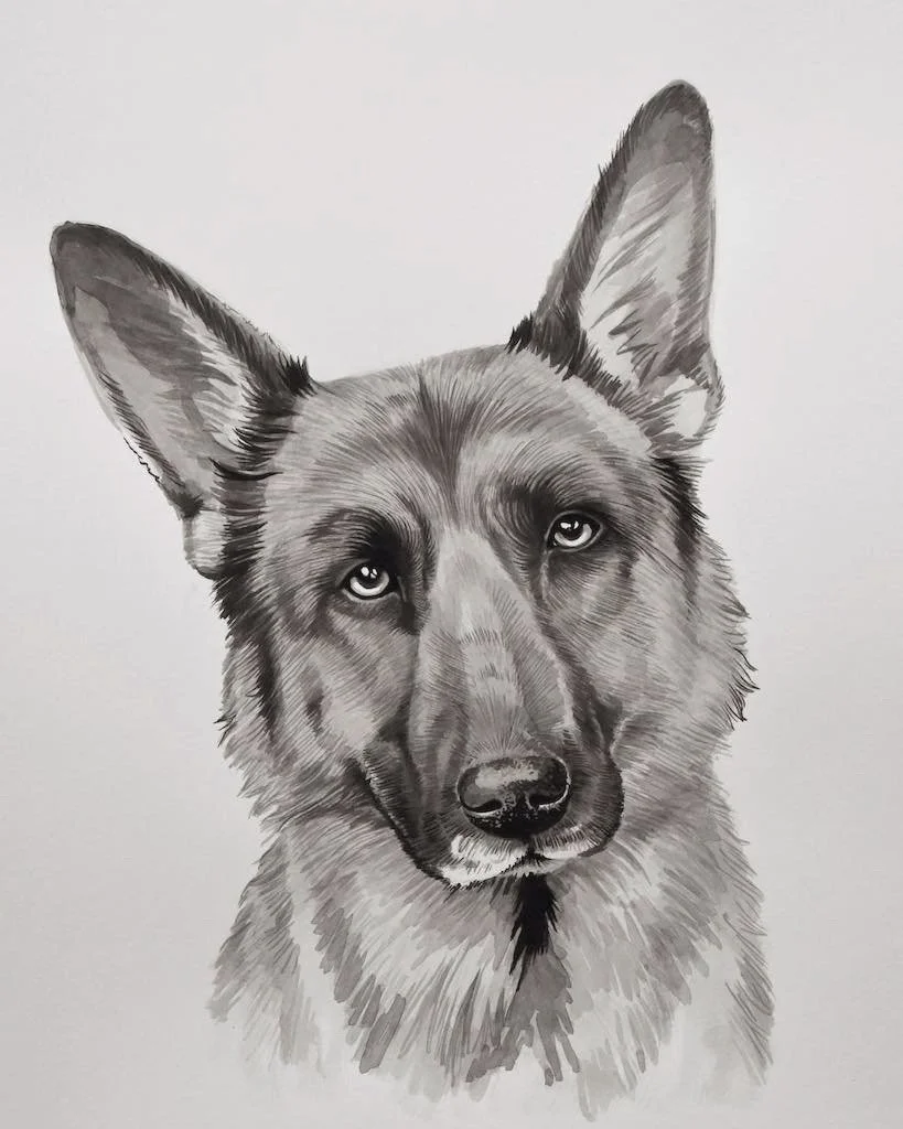 German+Shep+Portrait.jpg