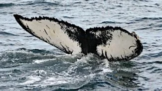 Salt’s daughter, Thalassa, born in 1985