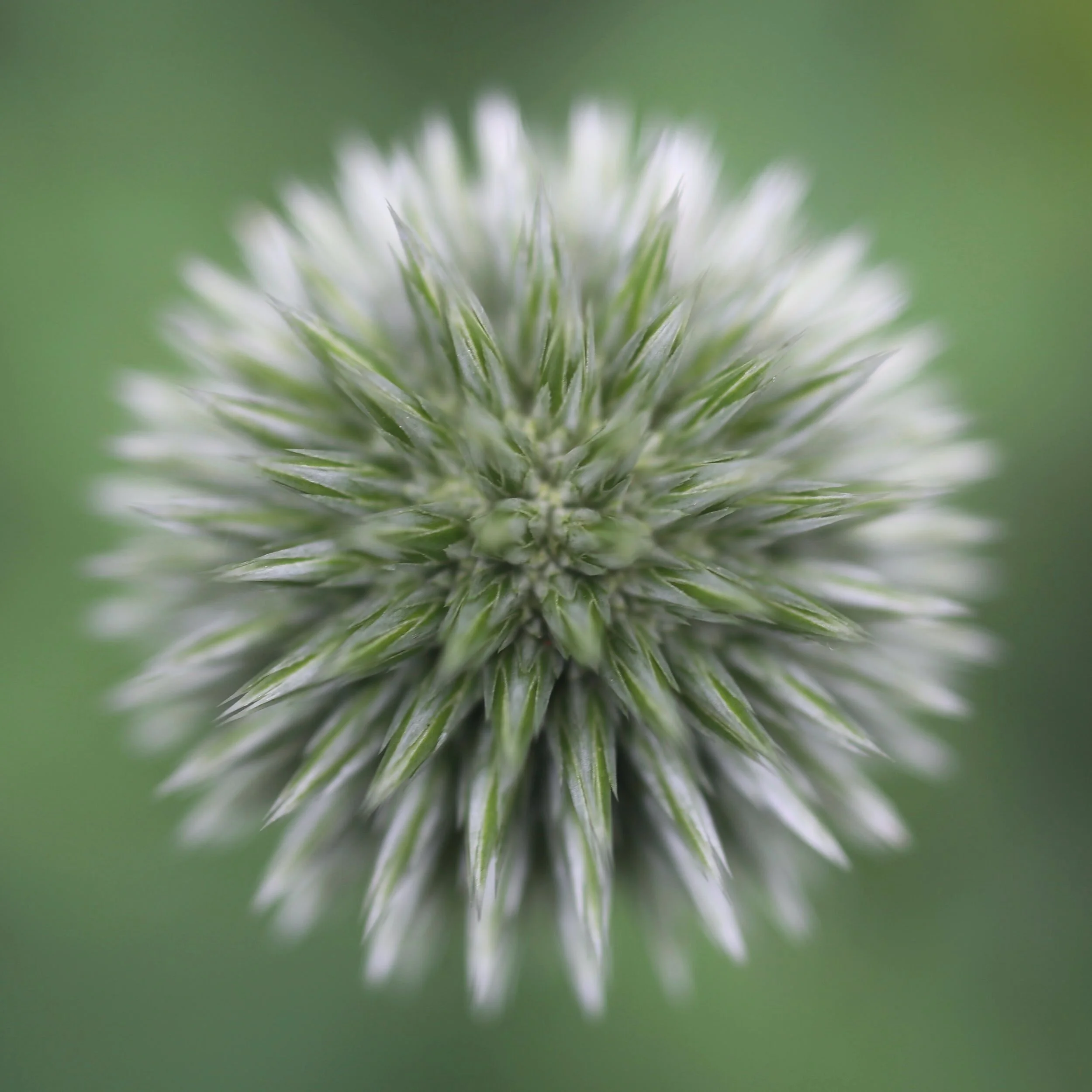 Thistle (Copy)