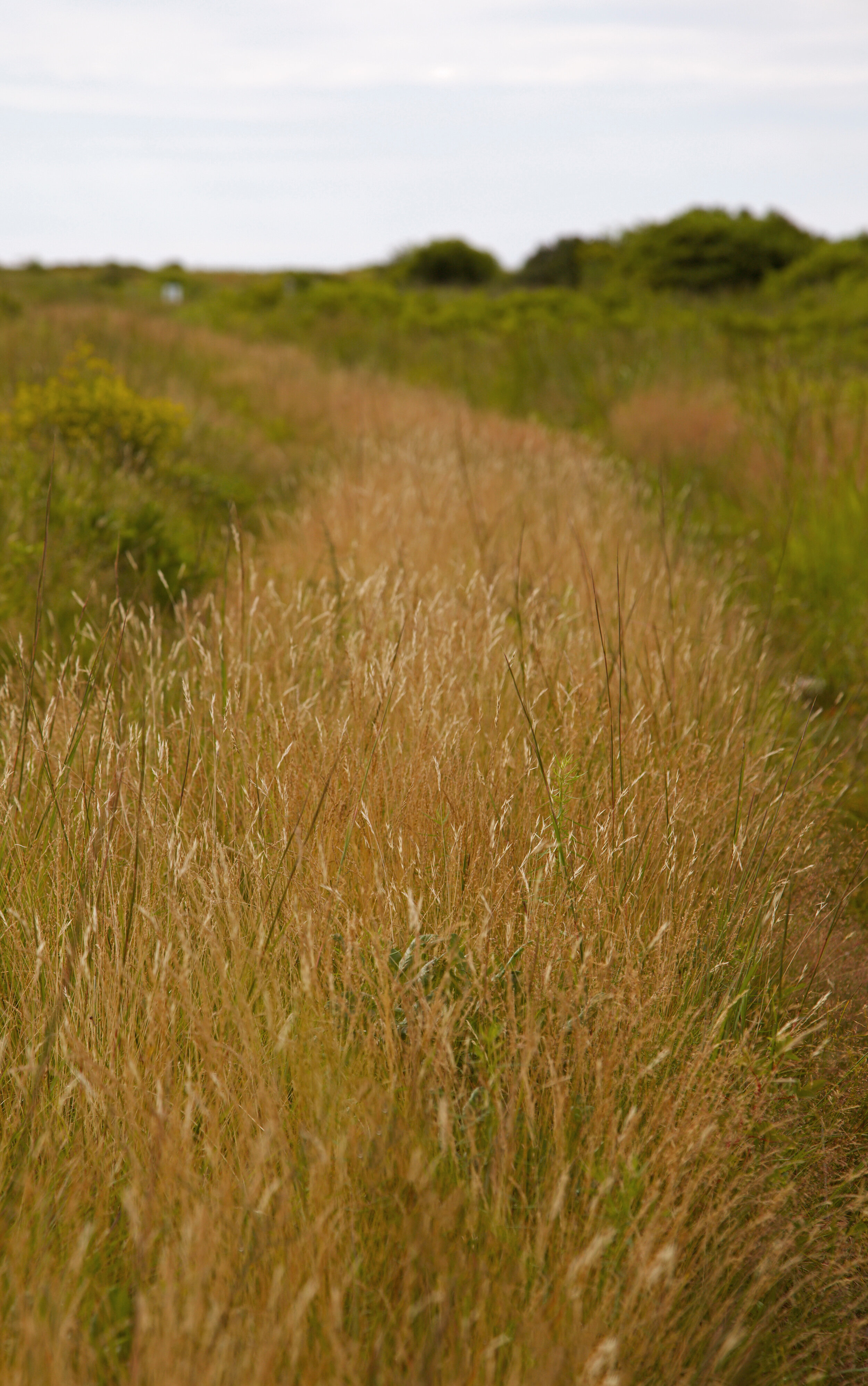 grasspathcrp.jpeg