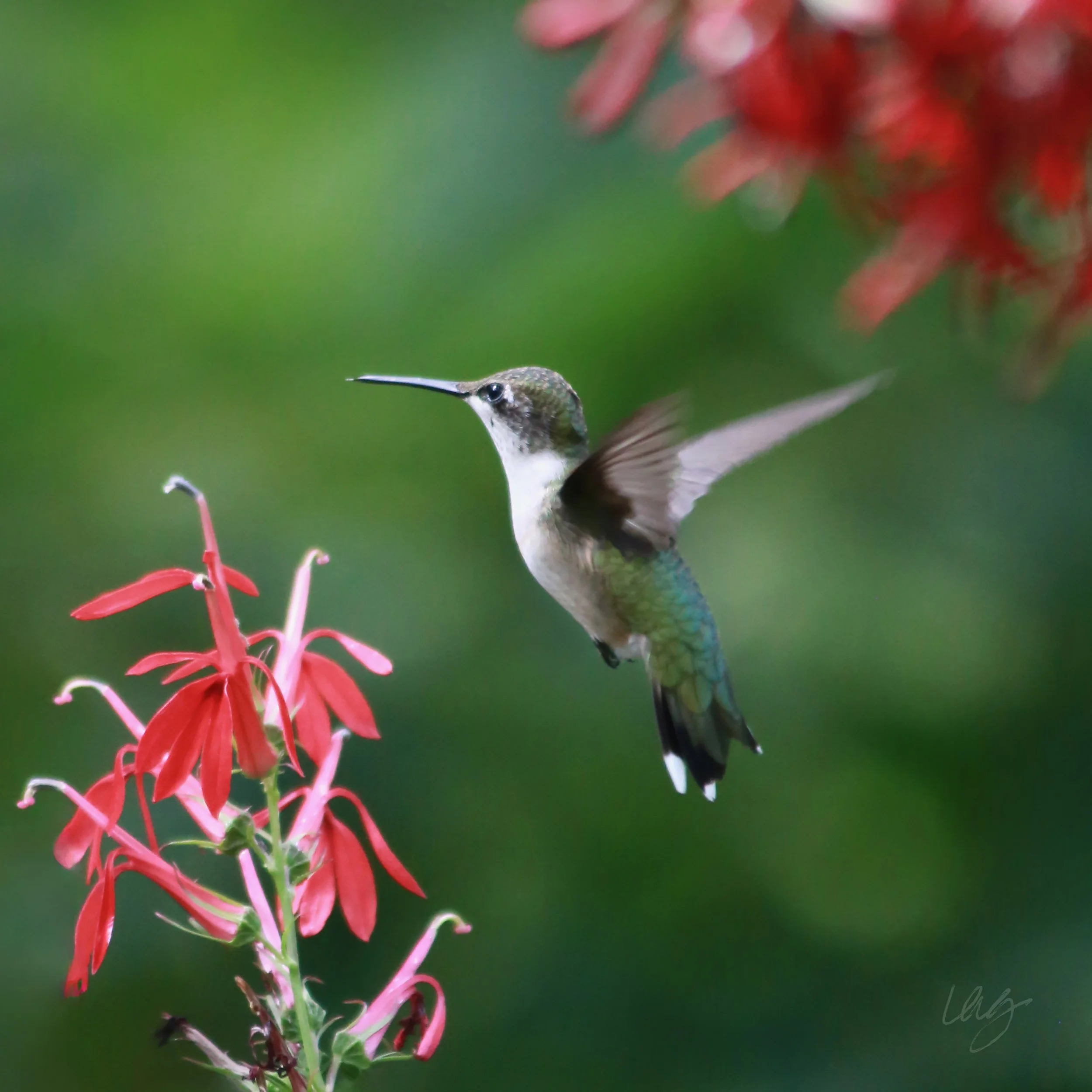 Hummingbird III 