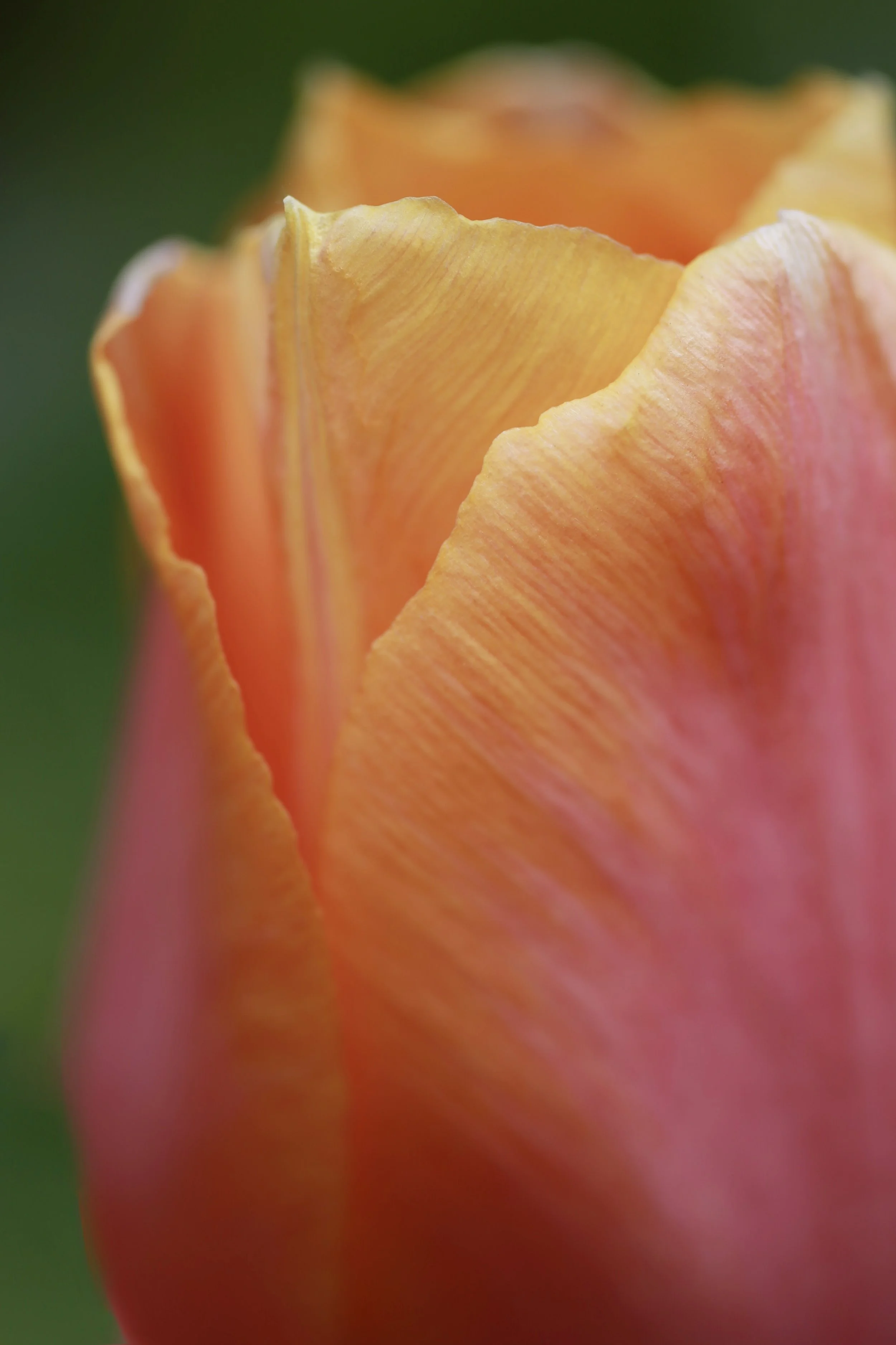 IMG_9872orangetulip.jpg