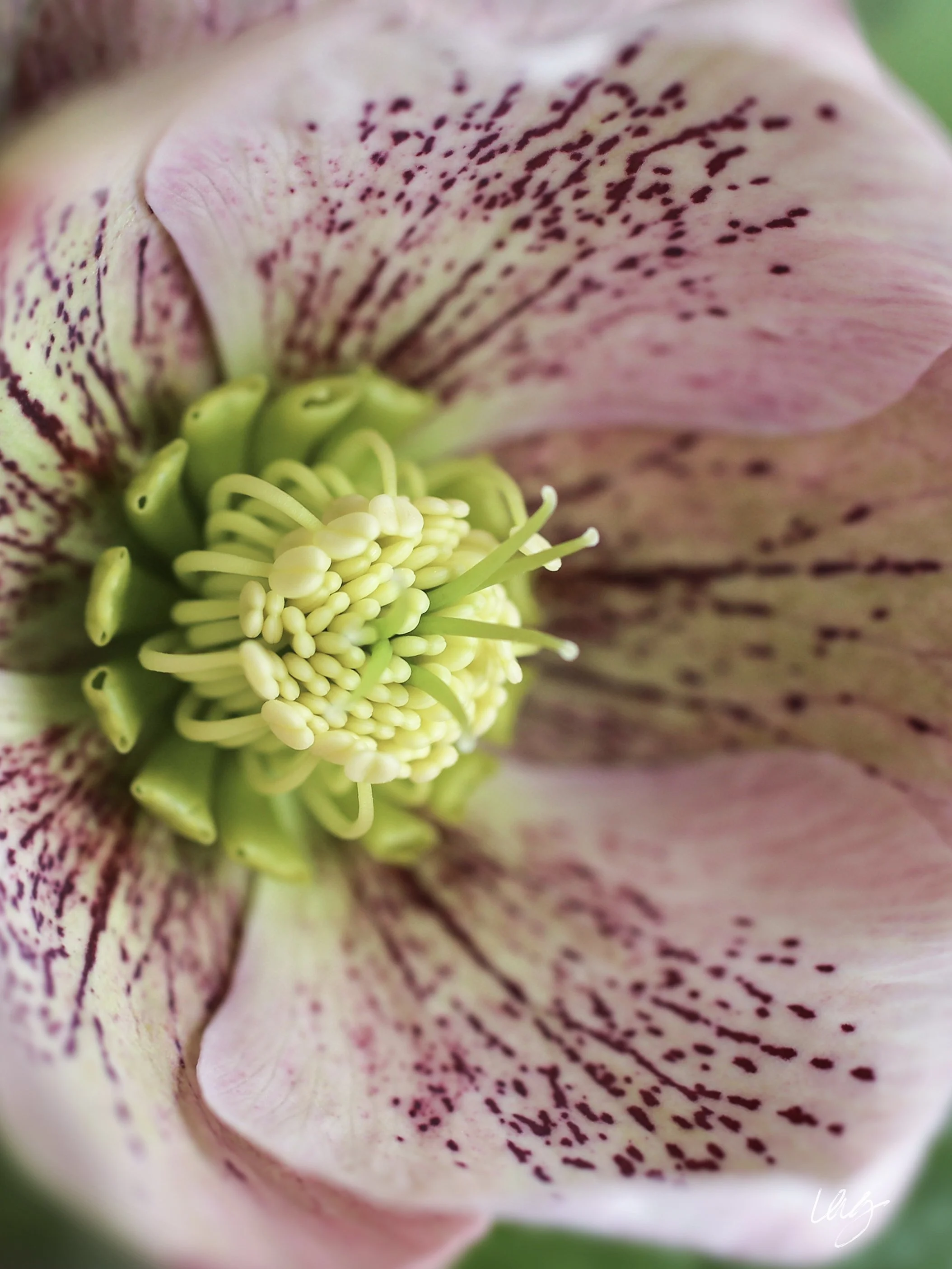 IMG_hellebore3545editedflatsig copy.jpg