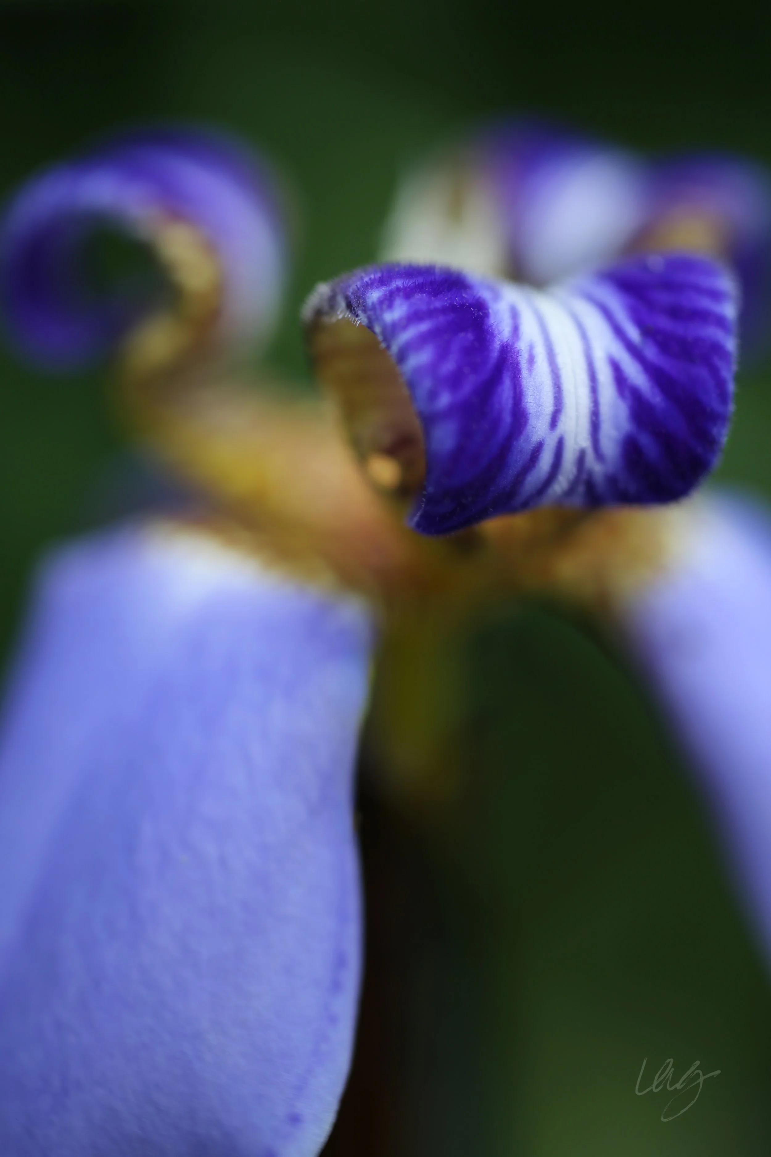 Iris