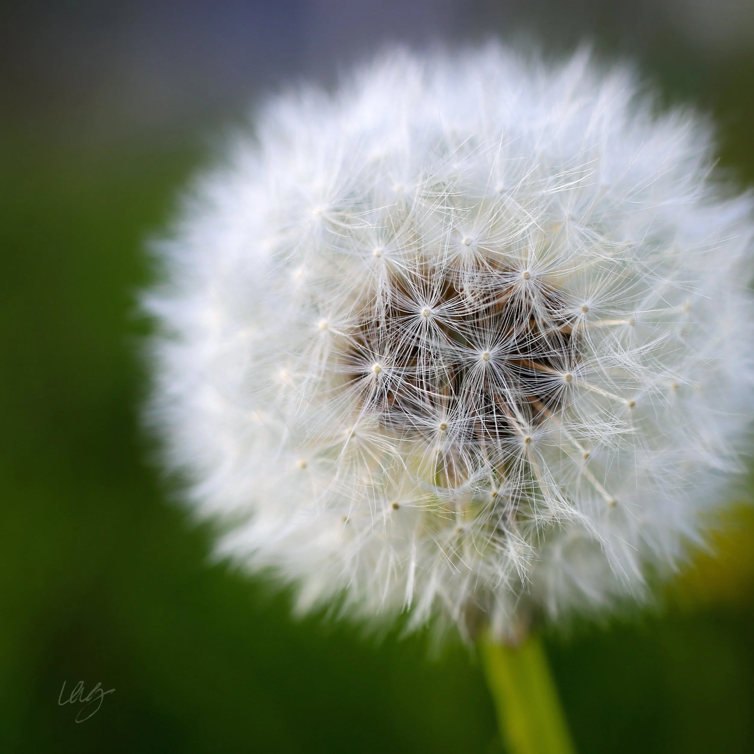 IMG_9070 Sacred Geometry(1)FLATBSQsig copy.jpg