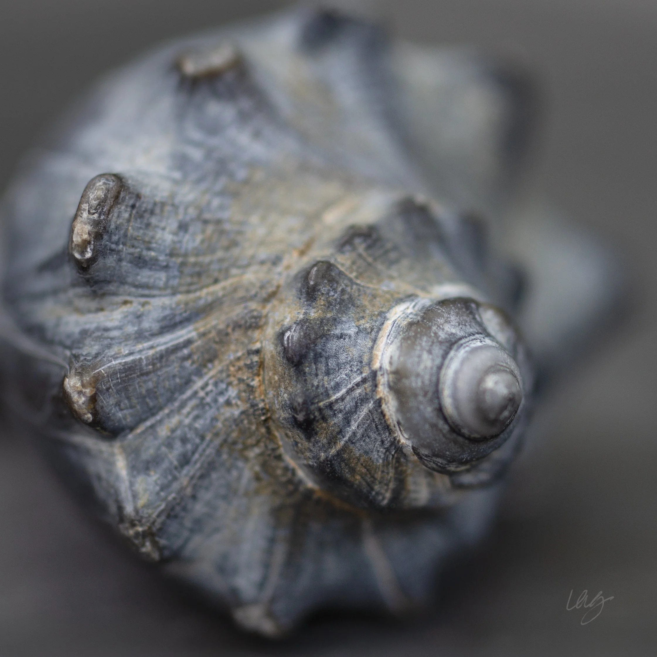 IMG_0073noopennubcmoreflatsig copy.jpg