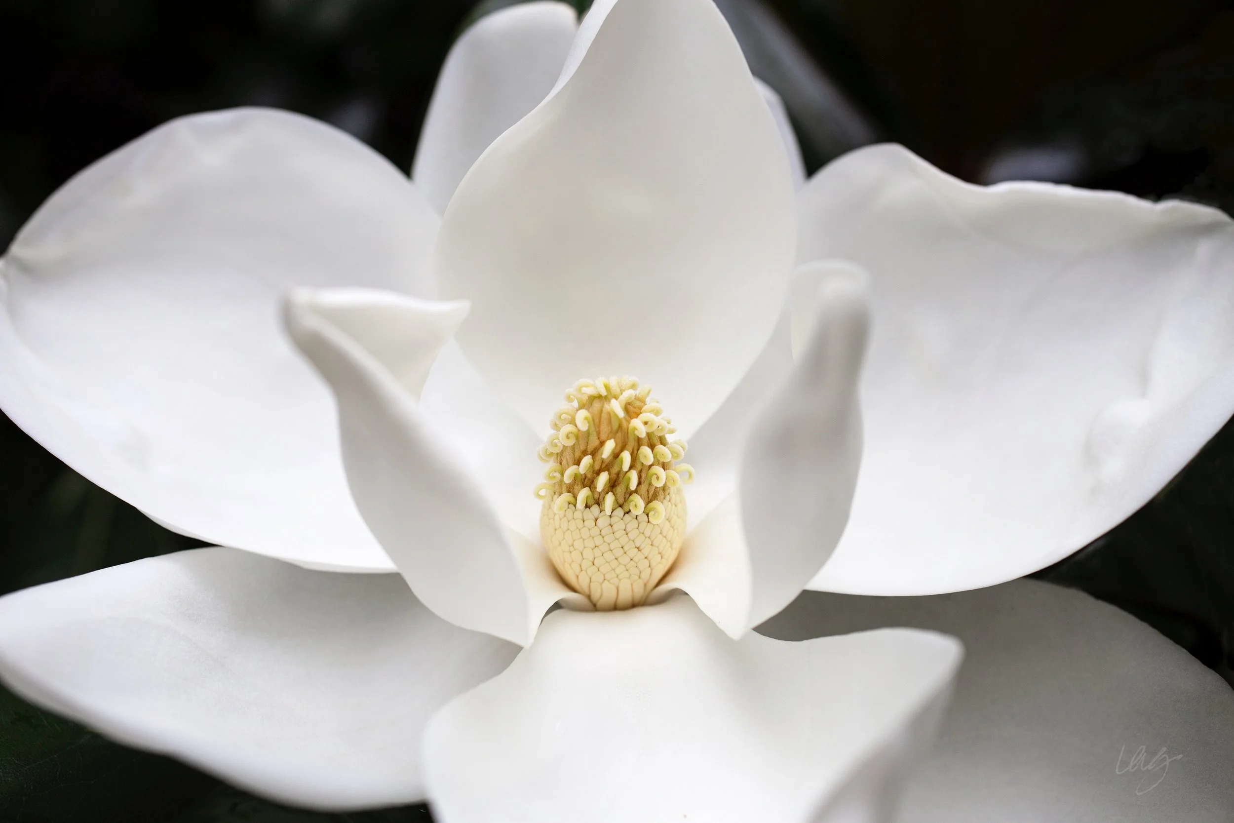 bumblesig39_GranozioCardsedited_magnolia2021_IMG_9521 copy.jpg