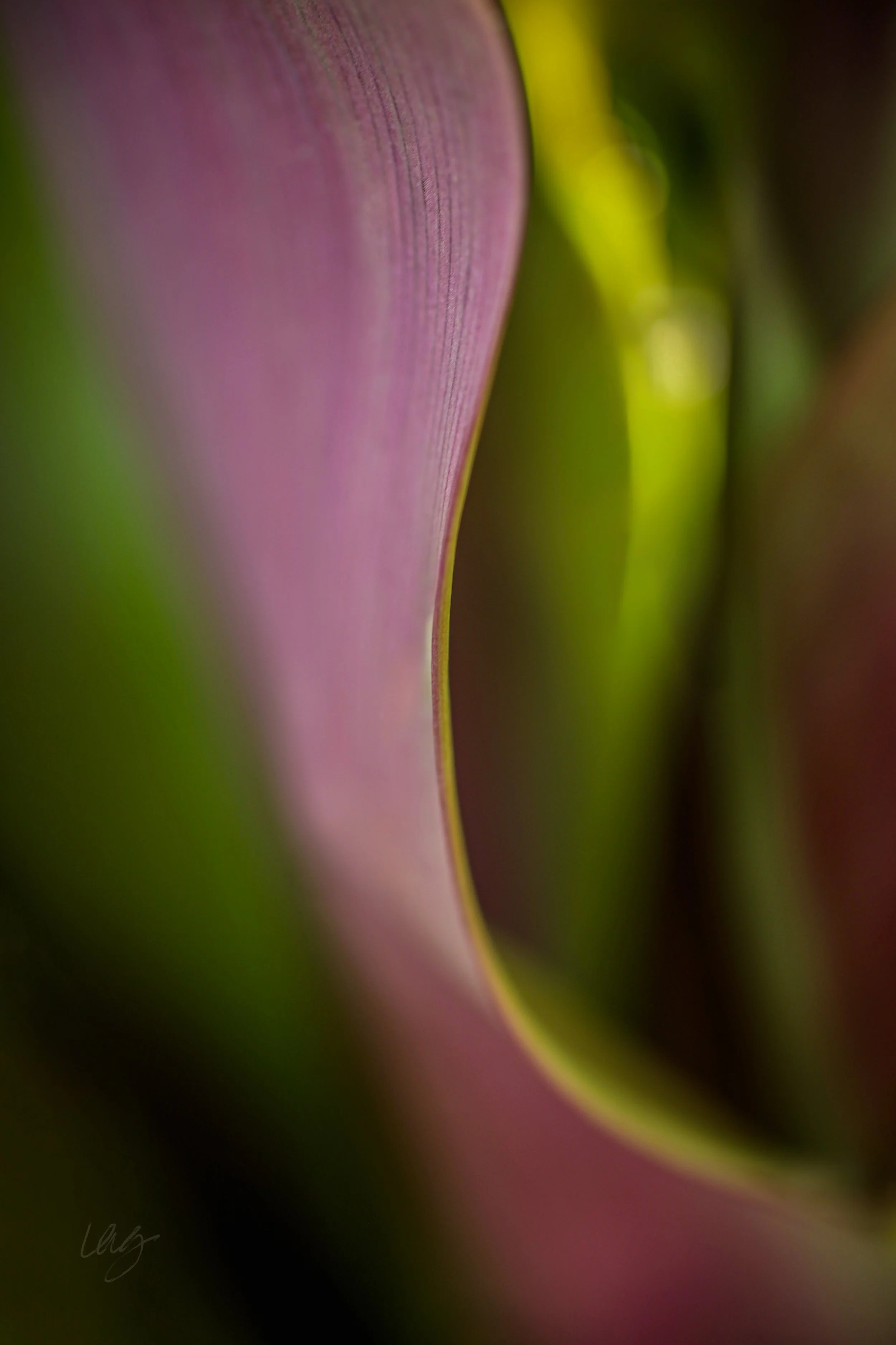 Red Leafeditedsigflat copy.jpg