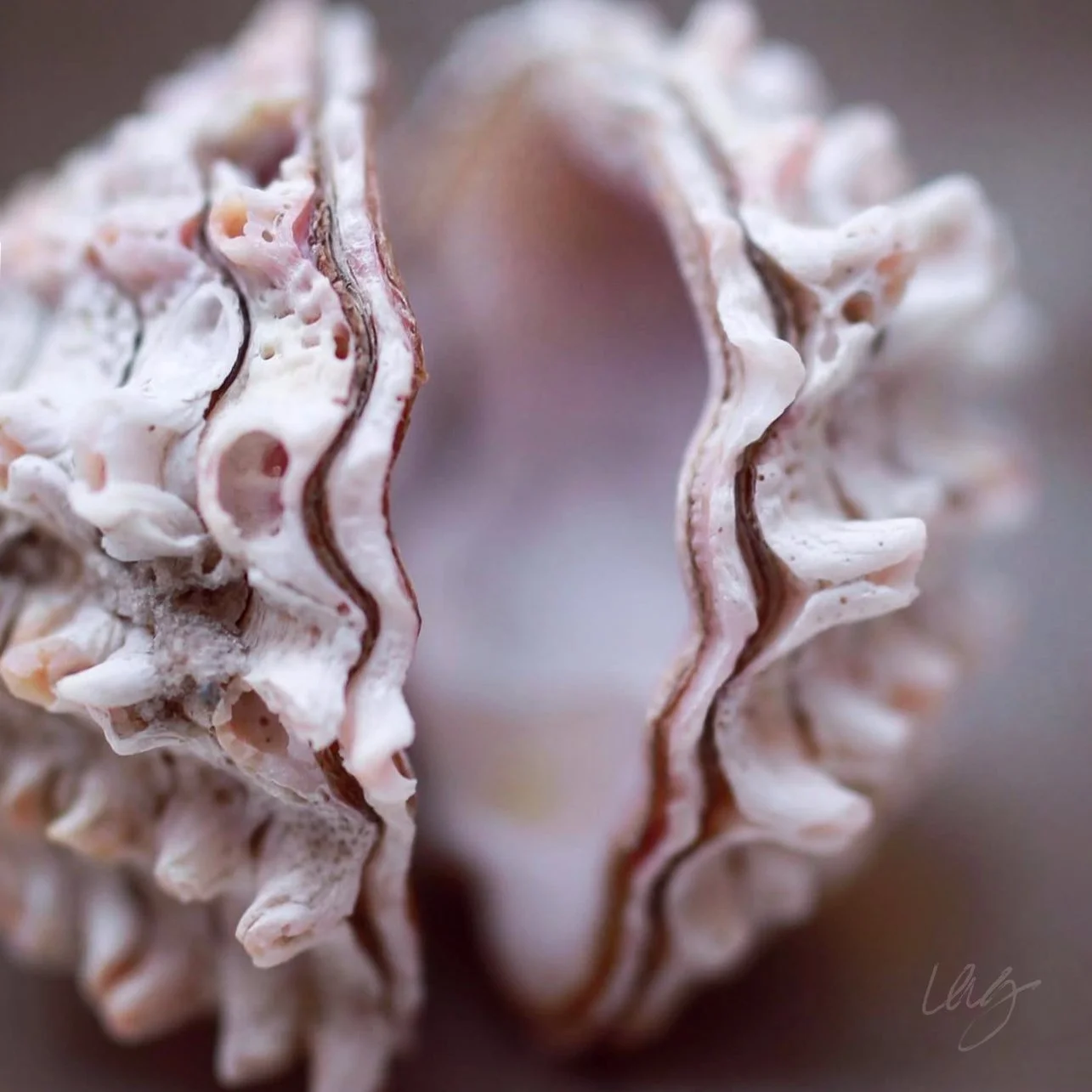 IMG_9937bsigflat copy.jpg