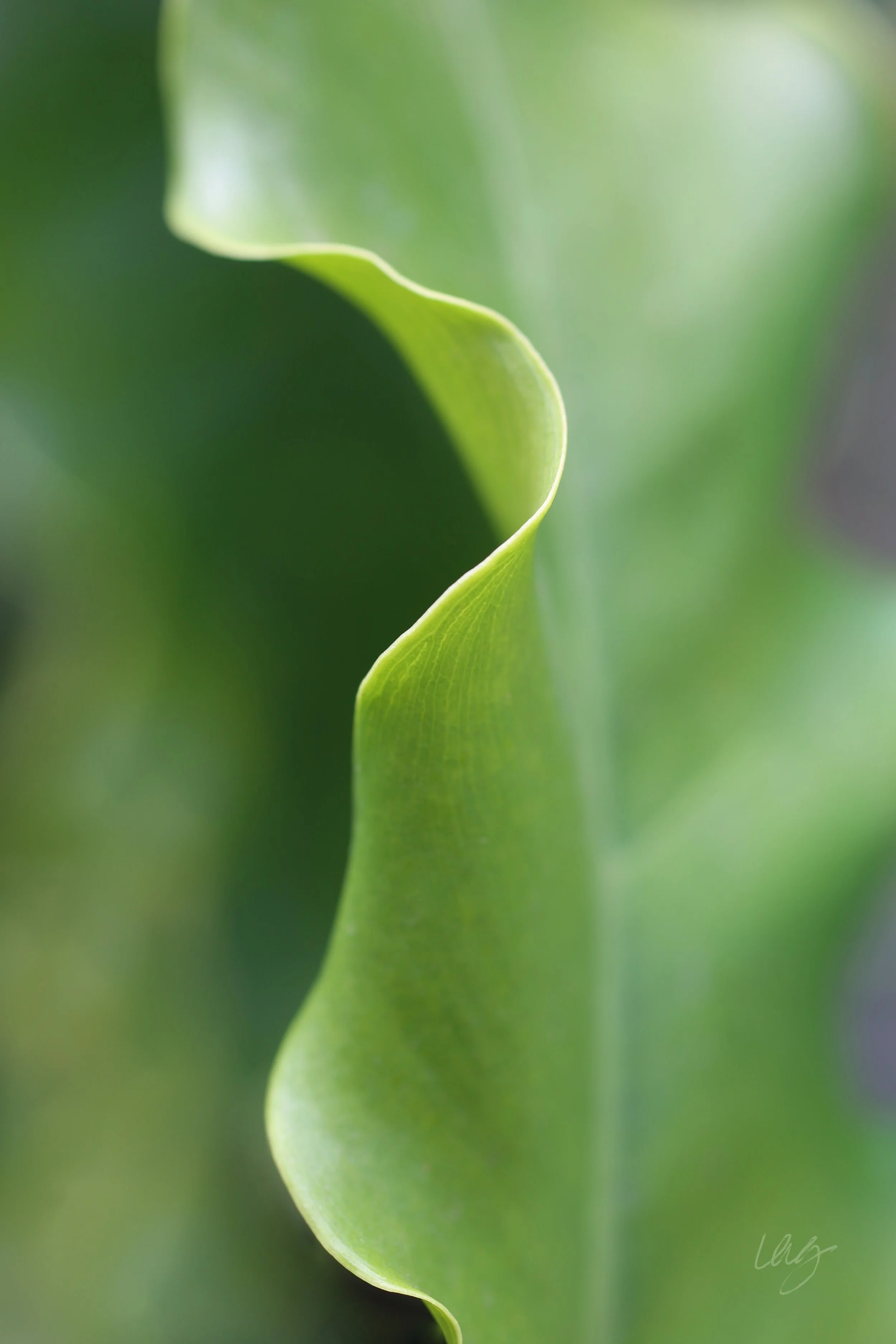 leaf 2flatcrpsigsmall copy.jpg