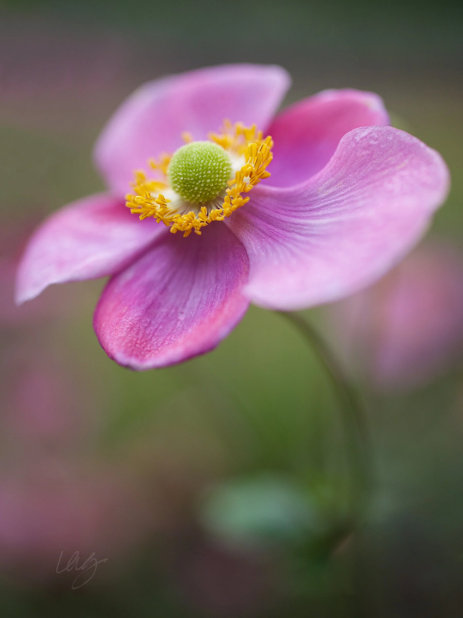 bumble 6x8flat_IMG_6946BB-RecoveredFLATFINALsig copy.jpg