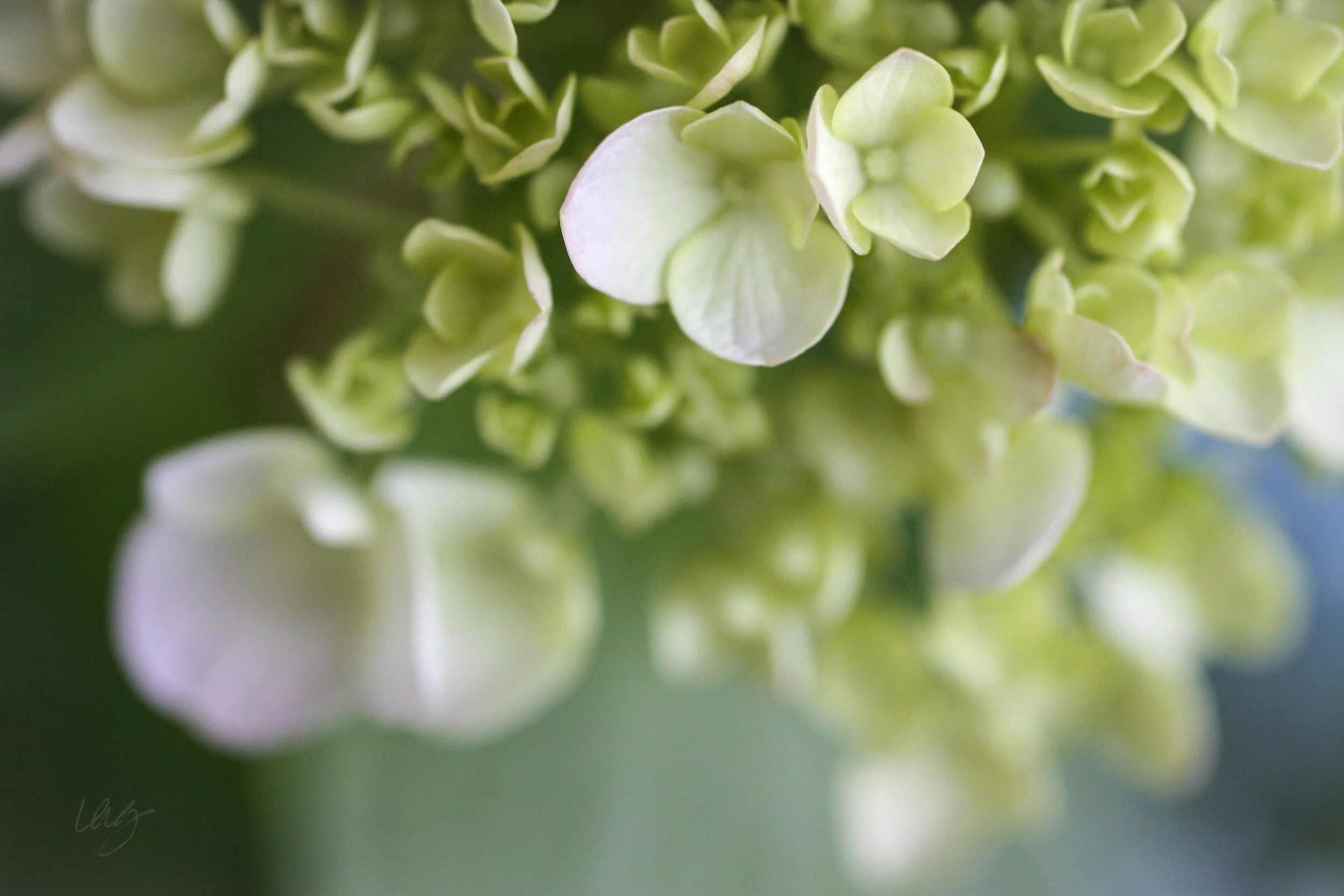 hydrangeaopenBcropsigflat copy.jpg