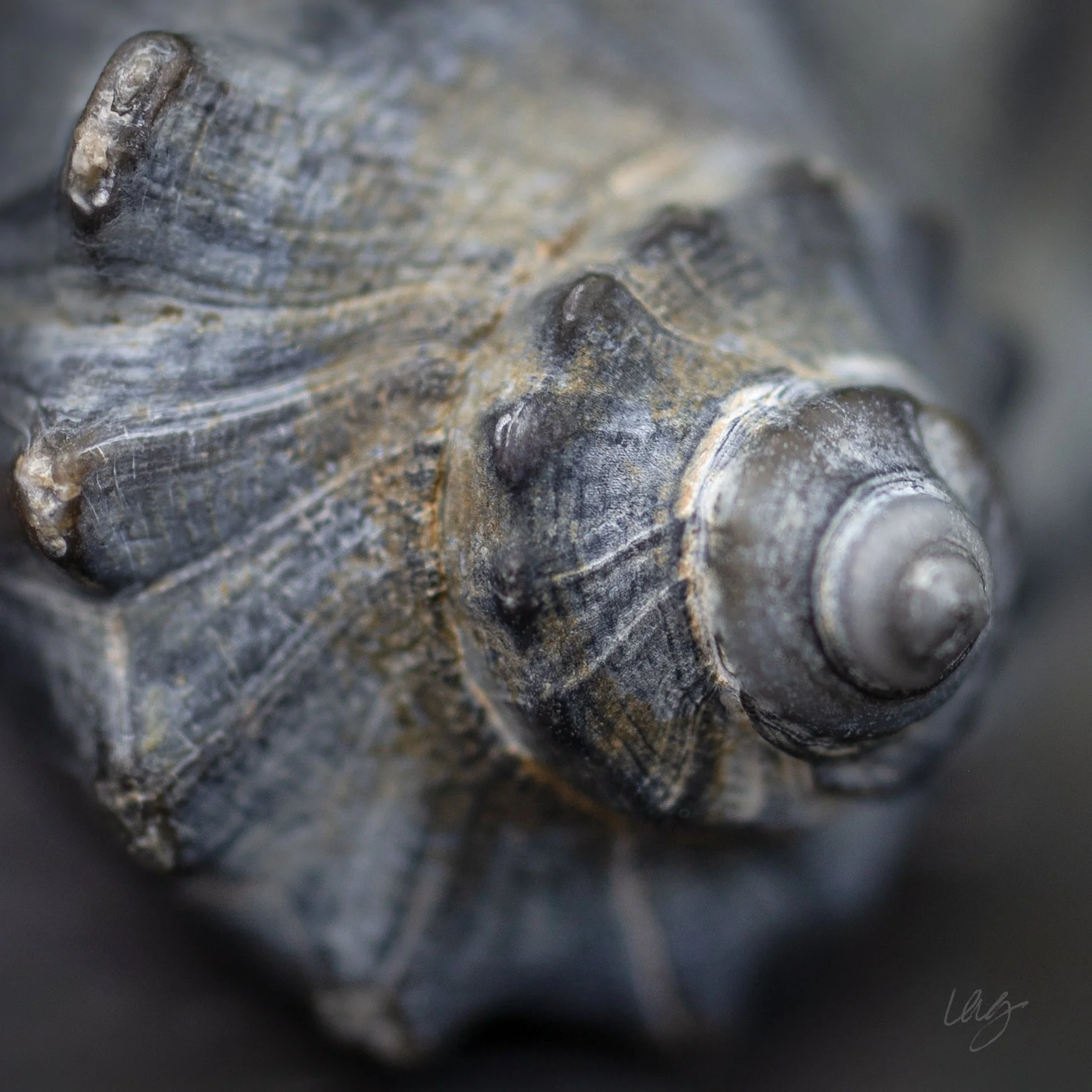 Sacred Container III