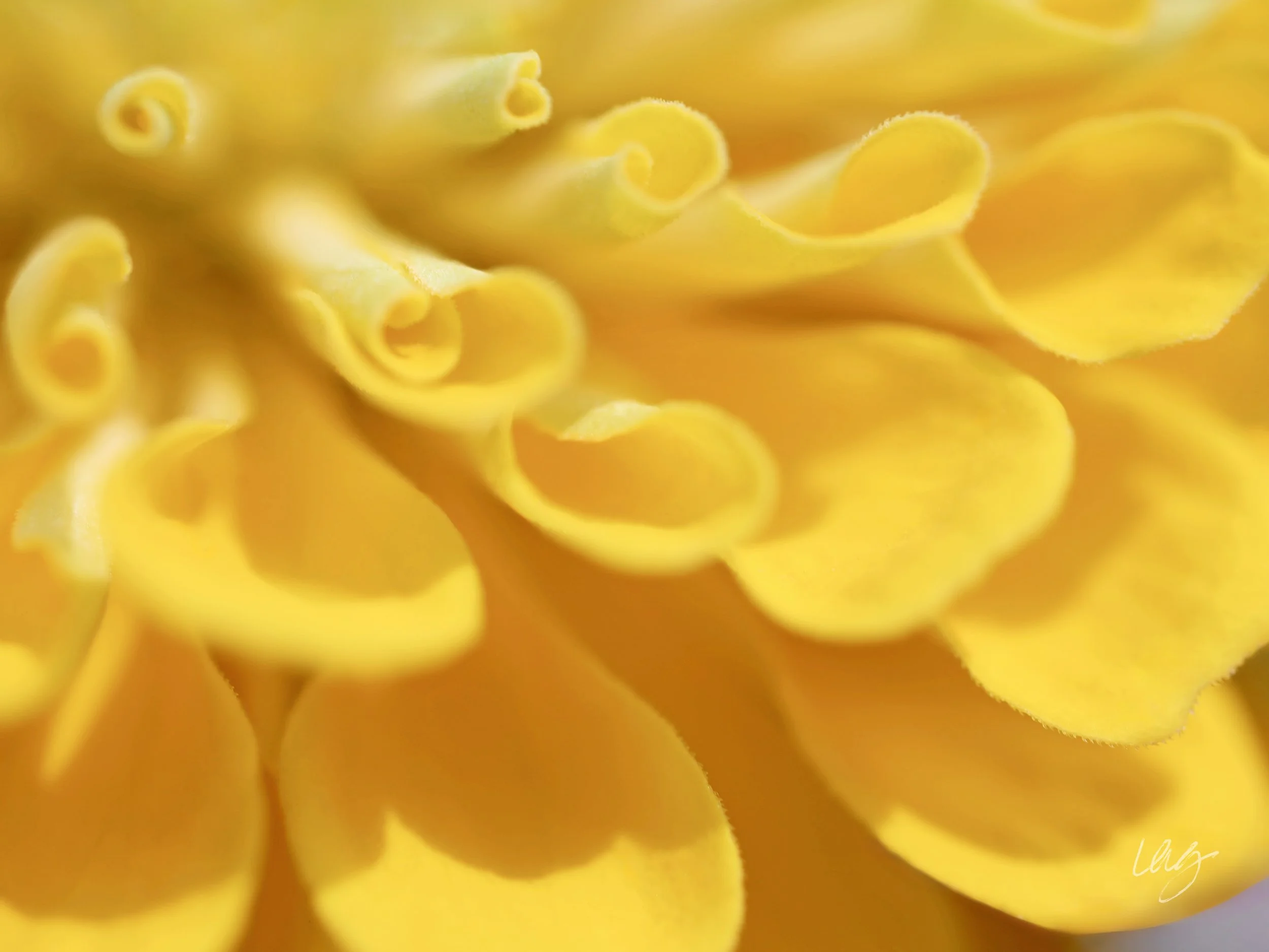 IMG_2826yellowzinniaflatsig copy.jpg