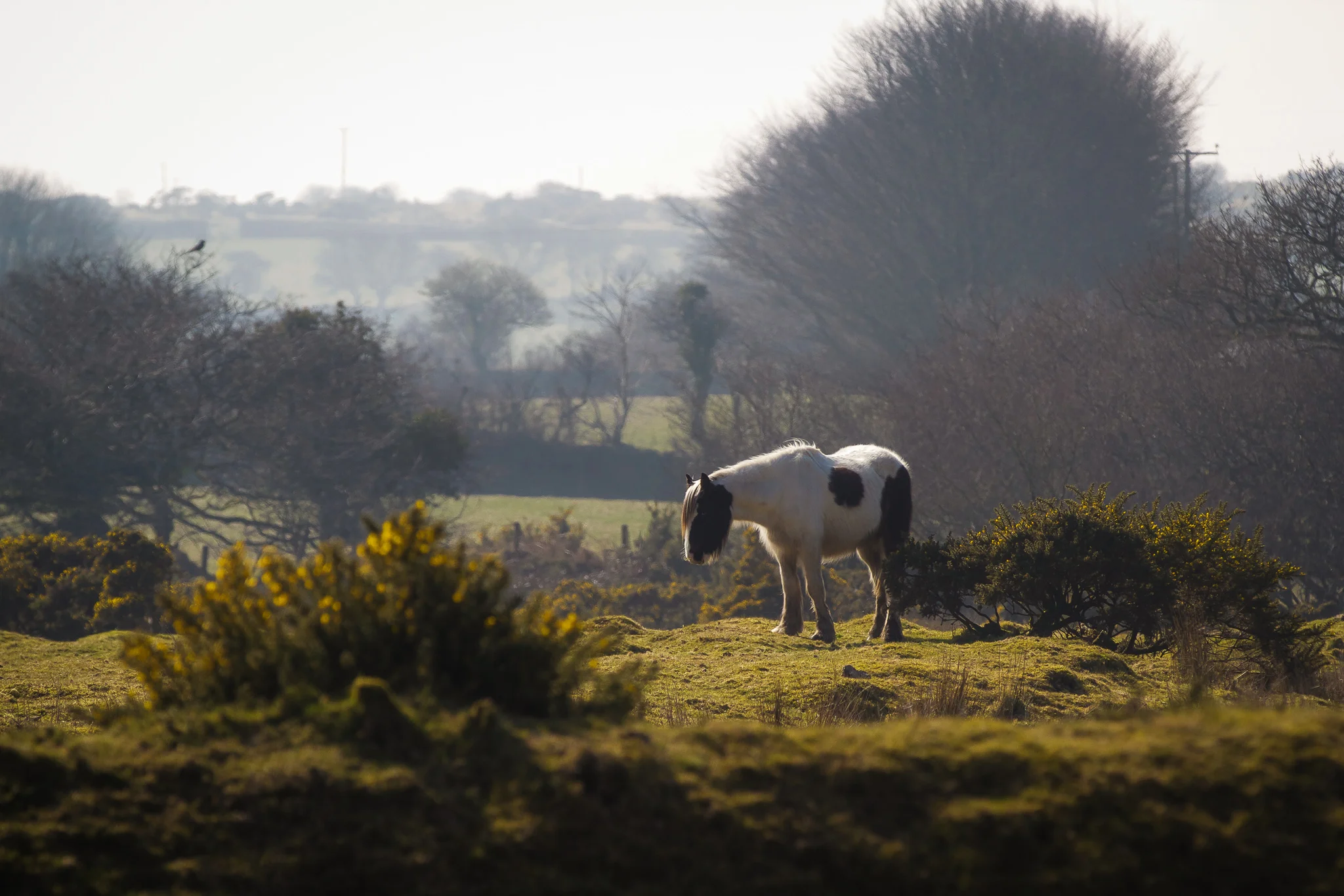 Wild Pony on Bodmin Moor