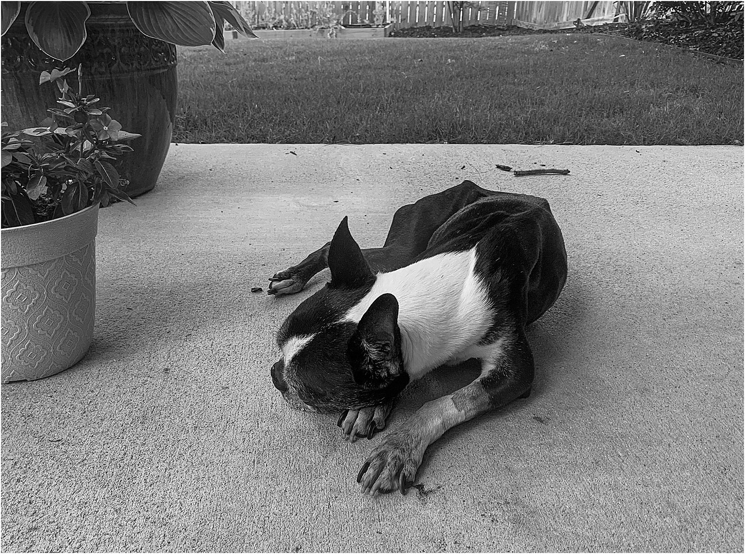 Dog Photography by Angie Lansdon Photography Springville Alabama 00020.jpg
