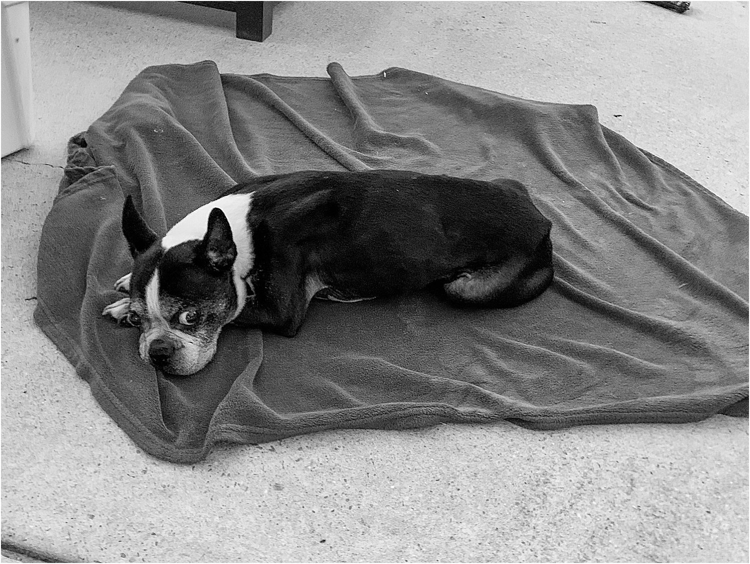 Dog Photography by Angie Lansdon Photography Springville Alabama 00027.jpg