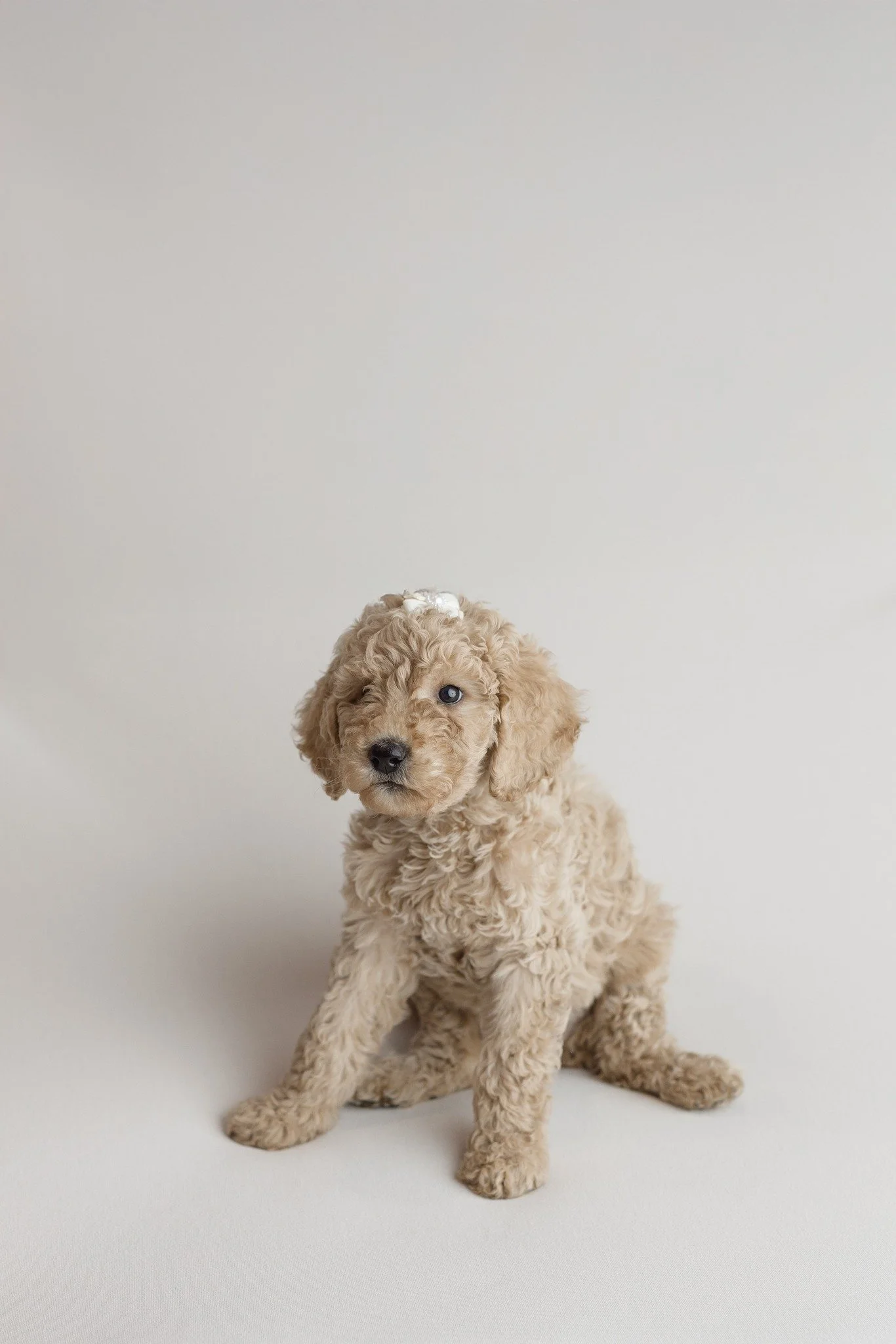 Yall! I will ALWAYS say yes to the puppies!!