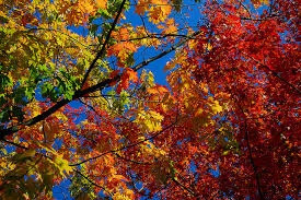 Survive thanksgiving like a champ!