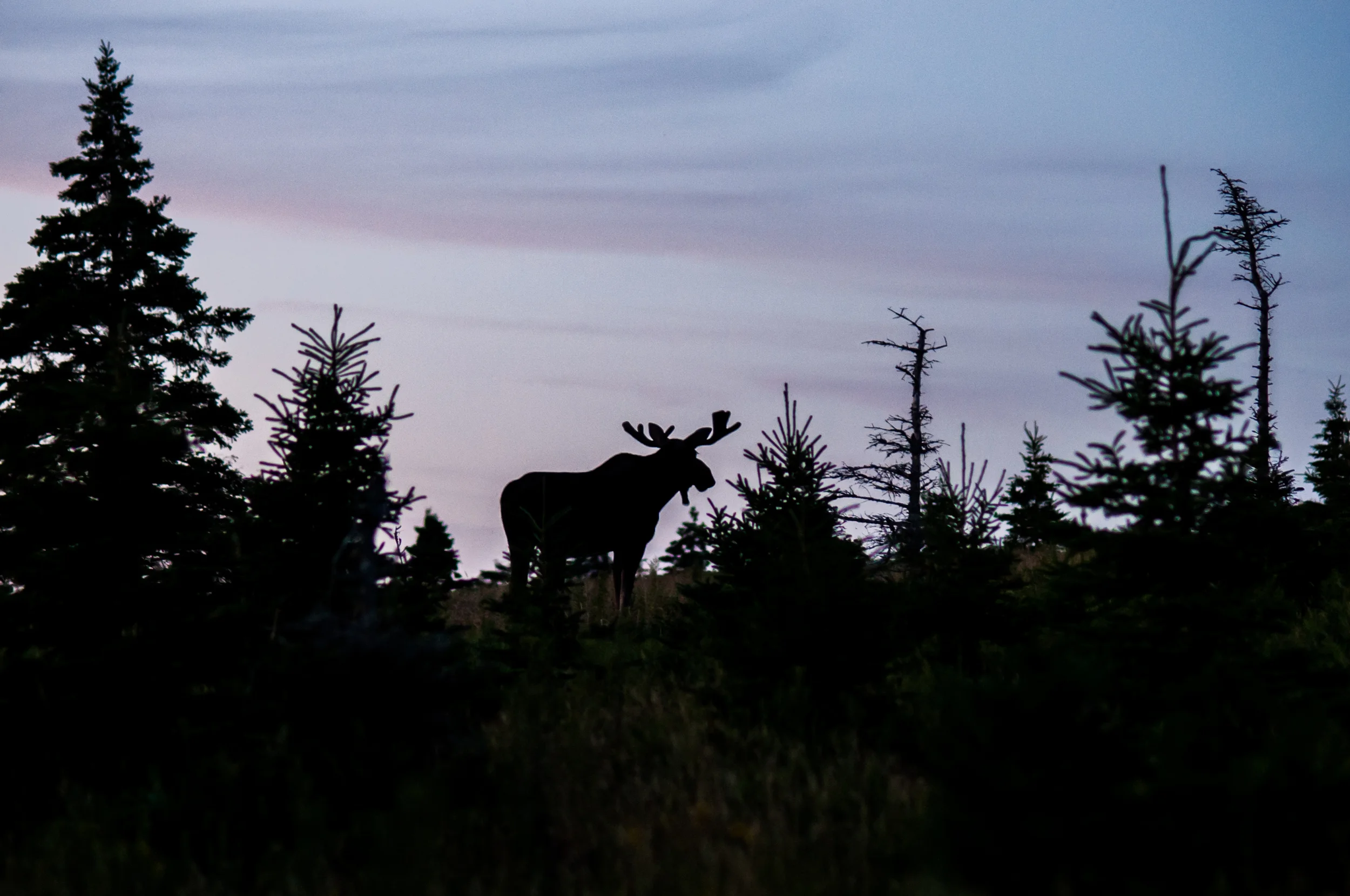 How "old" is your brain?