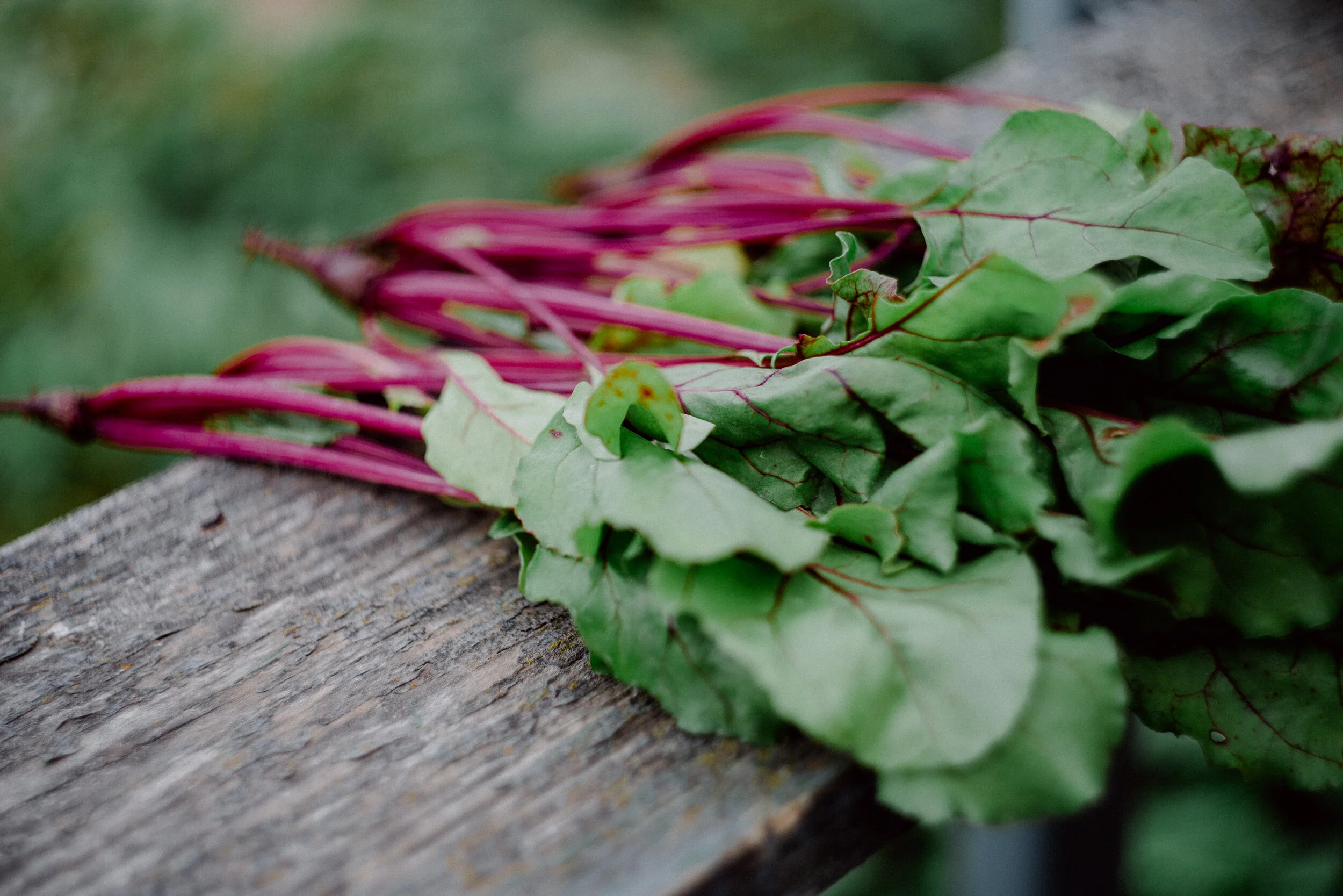 Beet Leaf "Cabbage" Rolls
