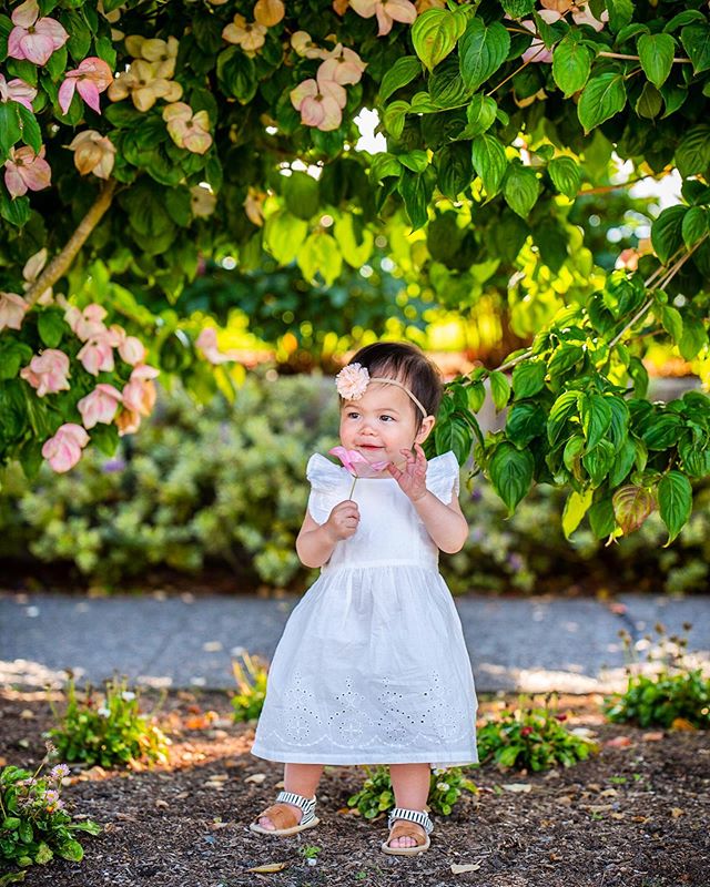 Fortunate to live in a neighborhood where everyone takes pride in their landscaping. Because of that, we&rsquo;re able to turn our casual walks into an impromptu photo session😂📸🌸. #therealmvp #pnwphotographer #alkibeach