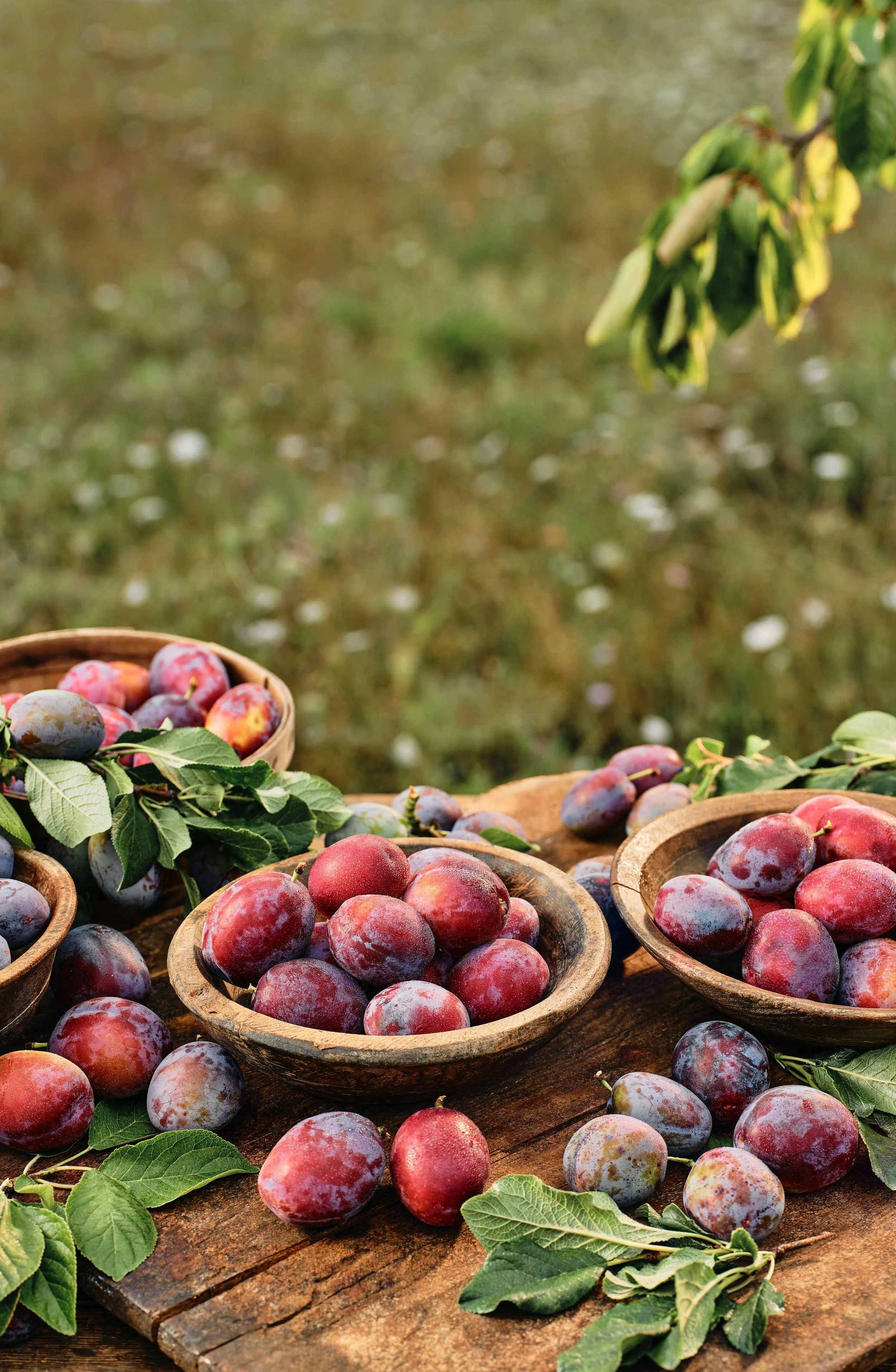 250729_M&S_Plums_1601.jpg