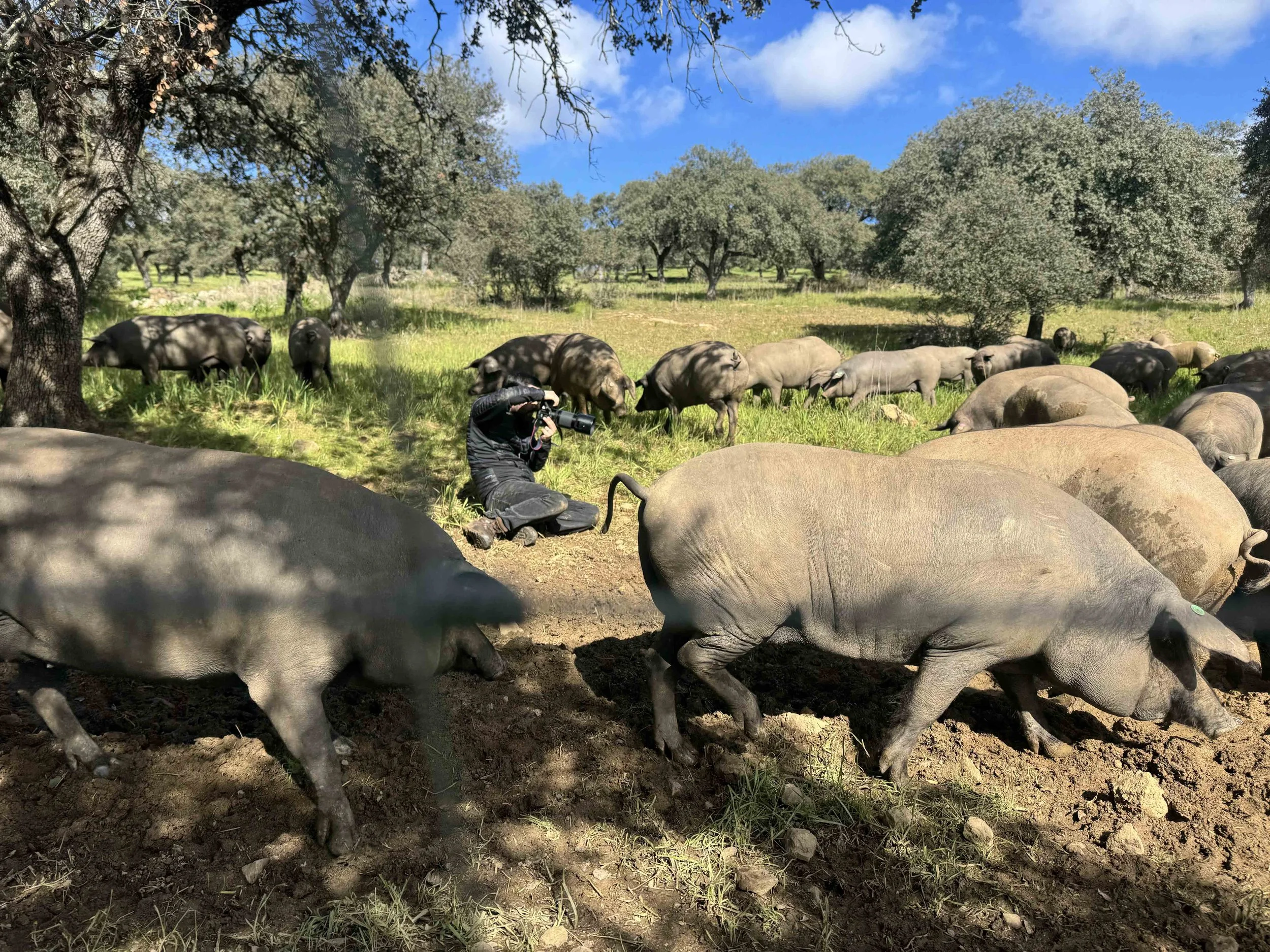Vinny with the pigs