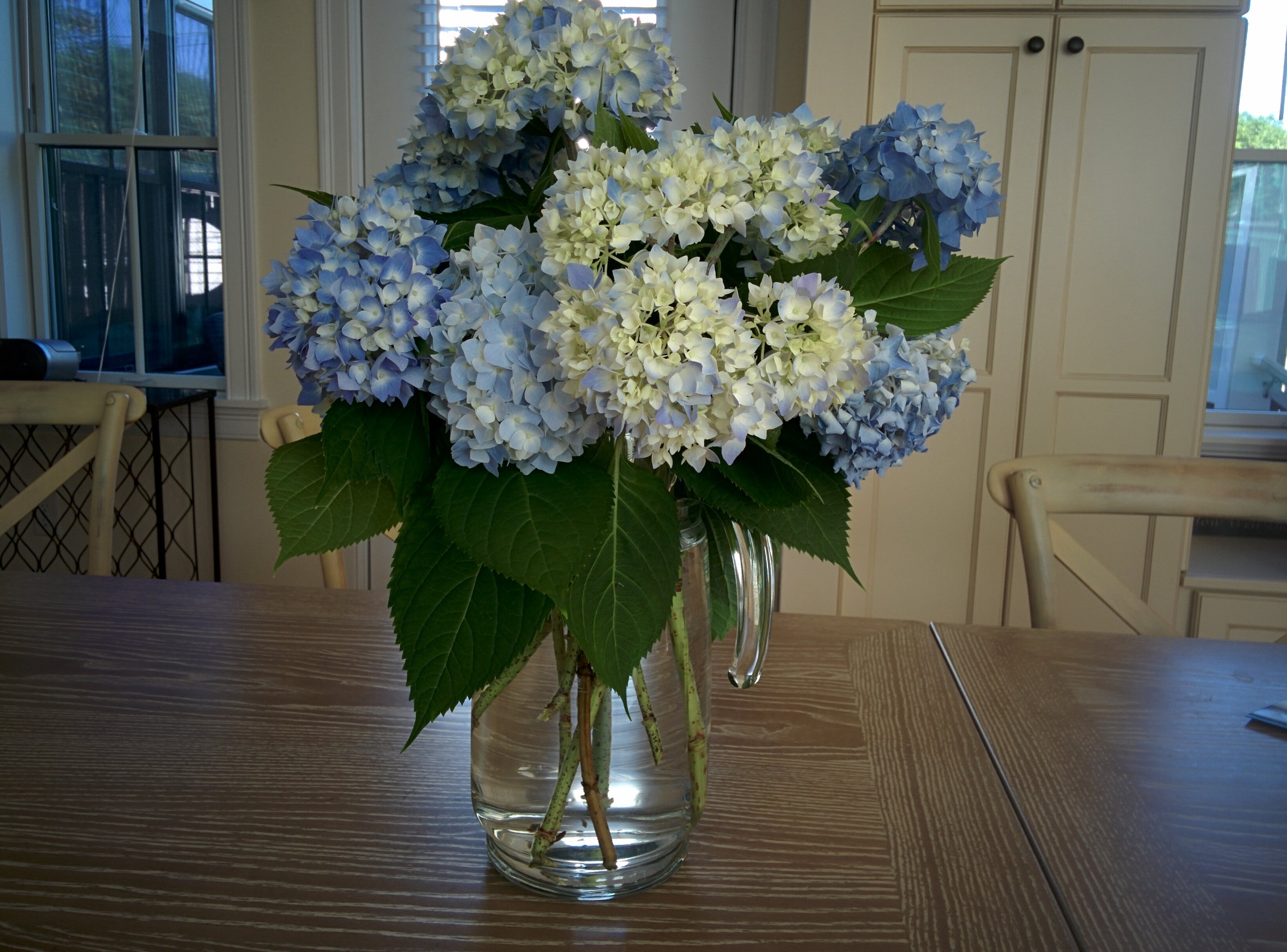 Hydrangea Photo.jpg