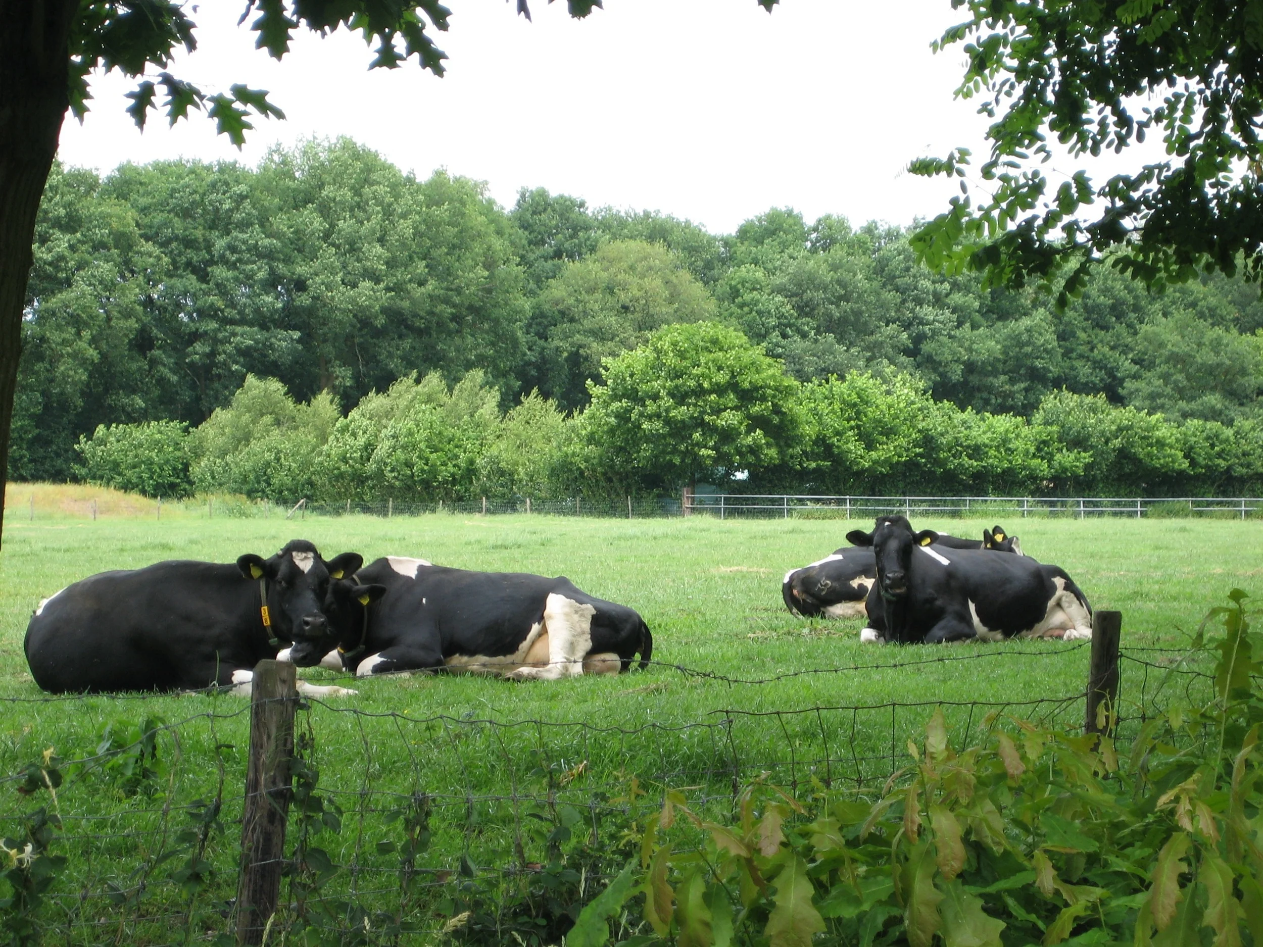 Say Moo in Dutch.jpg