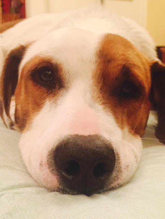 Iago was always known to be a very special boy, and we are so happy his family (mom, dad, and two human brothers) has found him. When not hanging out around the house he has begun a singer career with his saxophone playing brother. See his Happy Tail video below for a live performance!