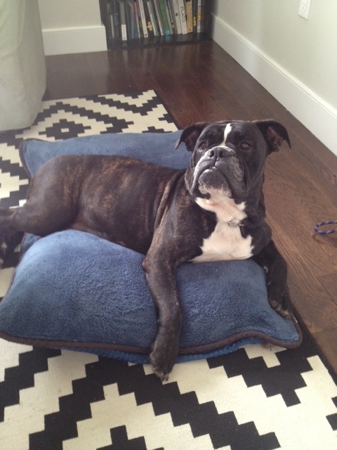 Sweet Penny Lane had no issue bonding with her new family, and is now right at home with her two feline siblings too. She loves cuddling up with her parents and will give you a big wet kiss so be careful! @pennylane_thebully