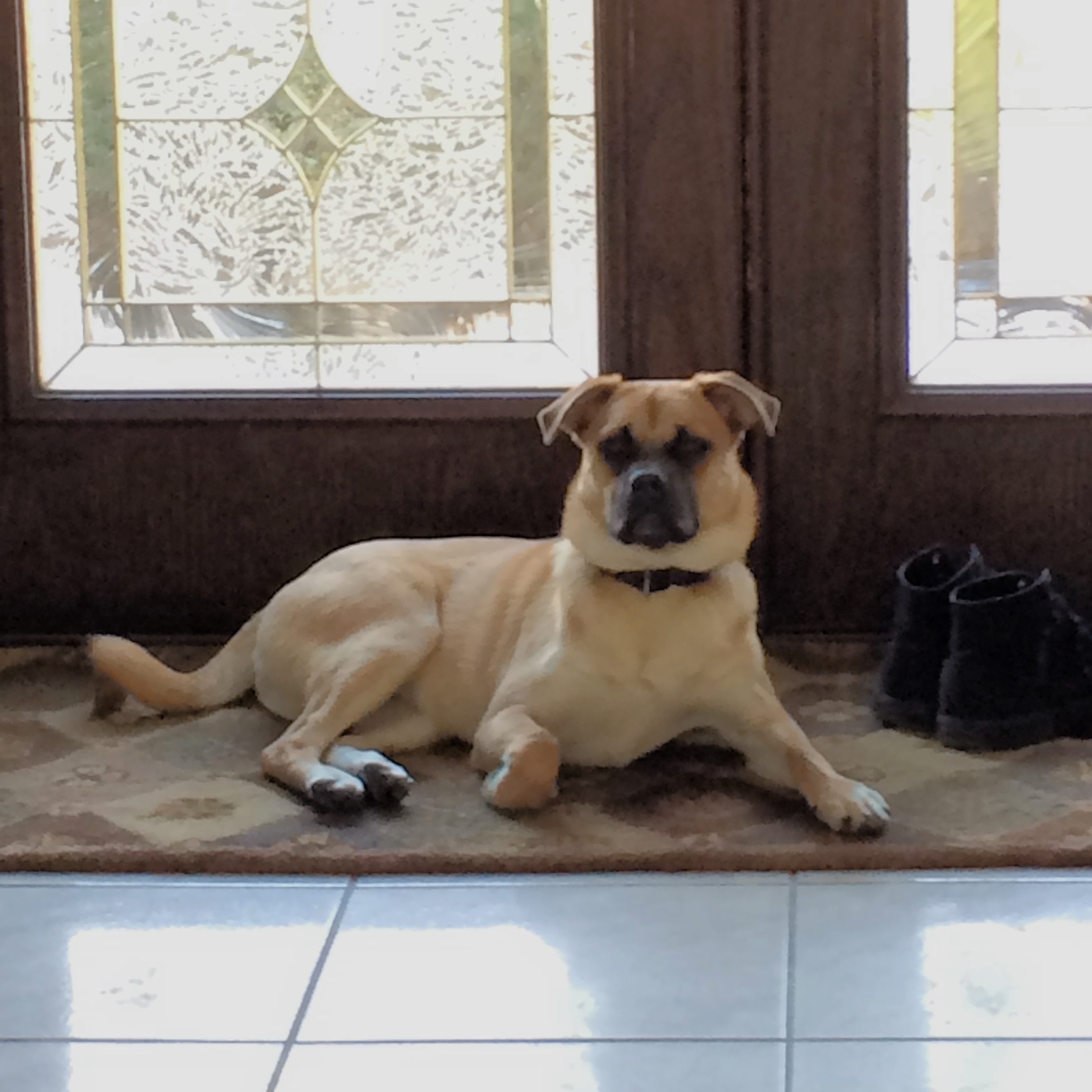 I’m Sofia, and I live in Nomad, which my new family tells me is the area north of Madison Square Park. I love the park! It has a great dog run, a ton of squirrels for me to chase, and sometimes when I’m really good my daddies buy me dog treats from Shake Shack (that’s right… I have two daddies… I’m an urban pup!). Every few weekends I get to travel with my daddies out to New Jersey. It’s so different from the city with its wide open spaces. I even saw a deer in the backyard last time I was there! Even though the weather is colder here than where I grew up in Puerto Rico, now that I’m a city dog with my amazing forever family I can’t imagine living anywhere else.