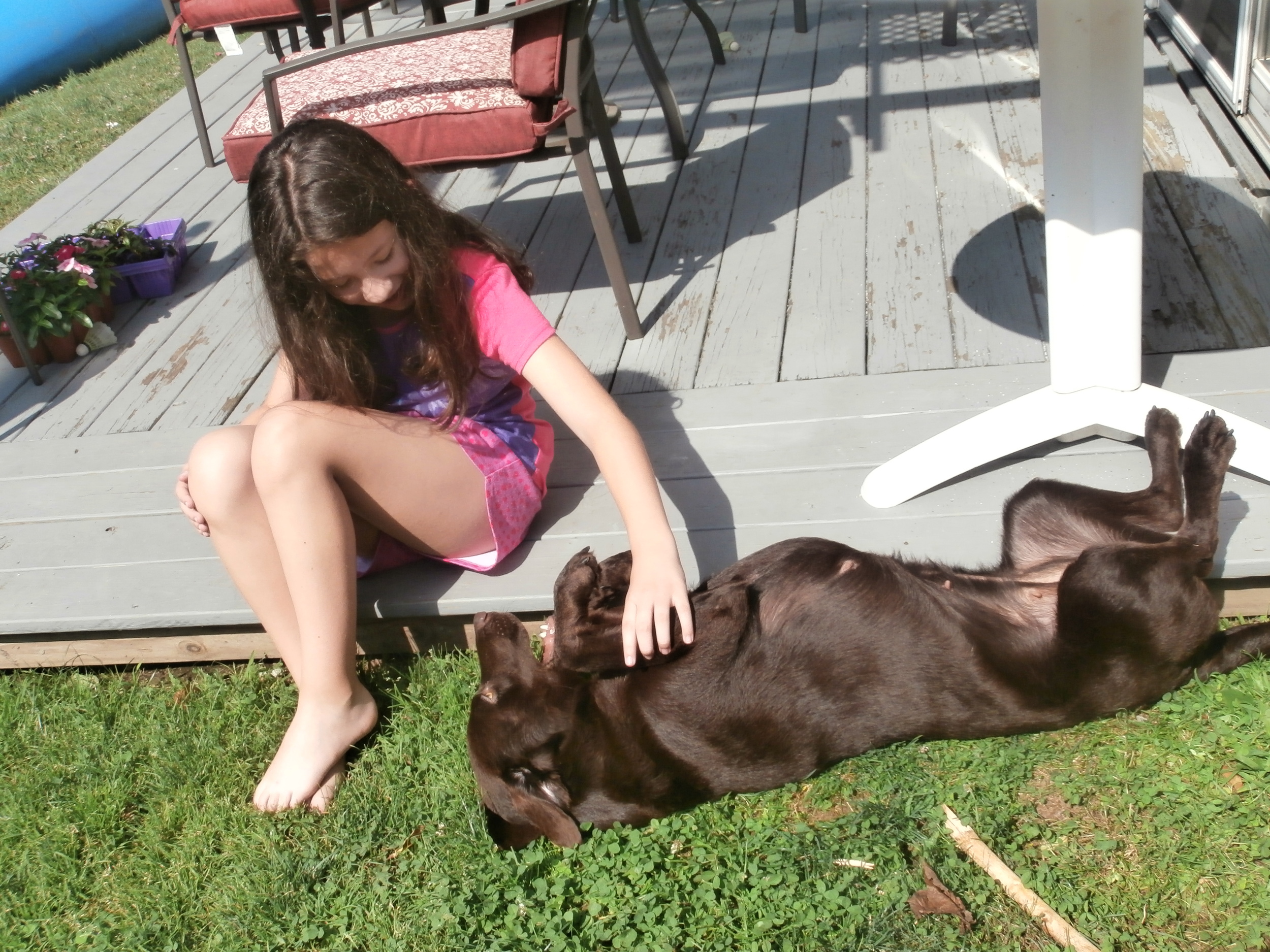 We adopted Molly from Animal lighthouse Rescue less than a month ago. I knew she was ours when she leapt into our truck for the ride home. She is a beautiful Chocolate Lab, about 2 years old. We know she was rescued off the streets of Puerto Rico but we believe she is actually a finely raised southern belle. She is infinitely polite and well mannered. We call her Molly Mae! She loves to lay in the sun. She has so much spunk yet so much cuddle inside her furry little soul. She loves bones and runs and trusts all humans and animals alike. She rolls over to show you her belly. "Talks" to her squeaky toys and has only barked twice since we have had her. She loves baths. She is a doll and comic relief for our family. My daughter adores her, and it seems so does everybody else she comes across. Molly is one giant heart walking around on 4 furry legs.