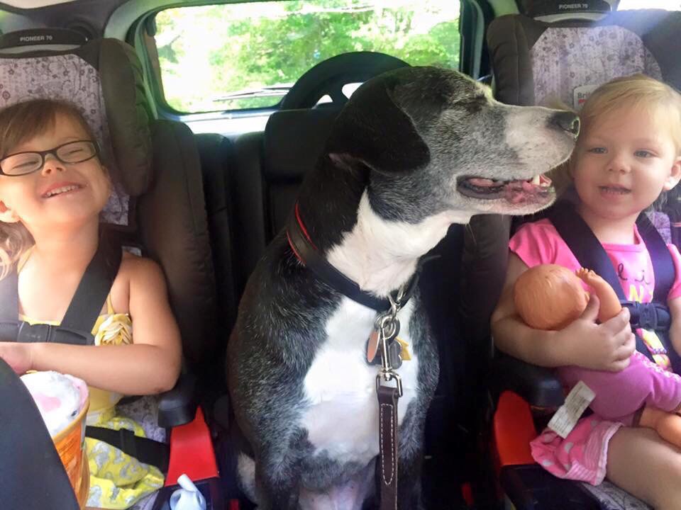 Cooper was our shelter ambassador before finding his forever home, greeting every visitor with a smile and a waggy tail. His little human sisters love him so much and he is truly part of the family now.